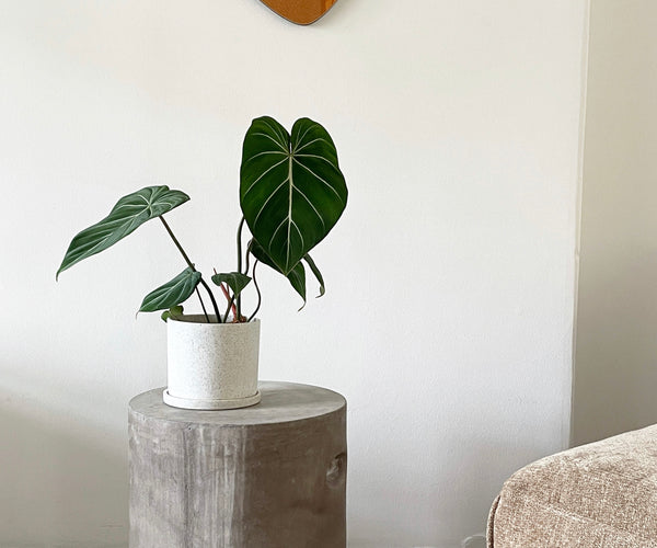 faux snake plant 3' UV Resistant Artificial Sansevieria Plant in White Decorative Planter  (Indoor/Outdoor) main image 0