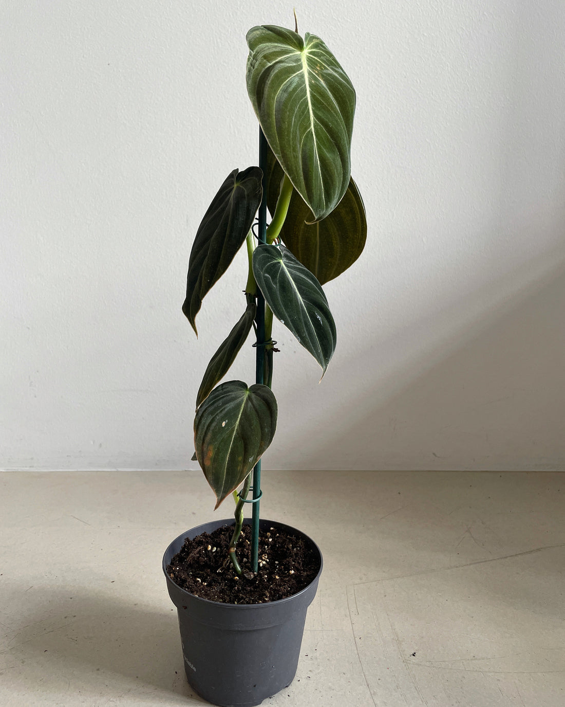 Philodendron melanochrysum 'Black Gold'