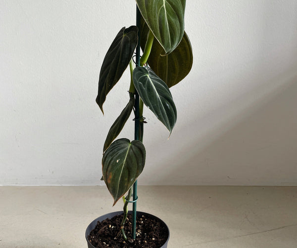 philodendron red imperial Philodendron Imperial Red For Sale, Wholesale Plants main image 0