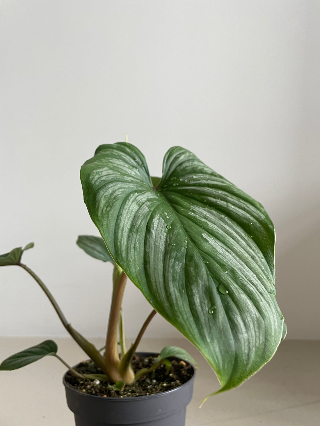 Philodendron mamei