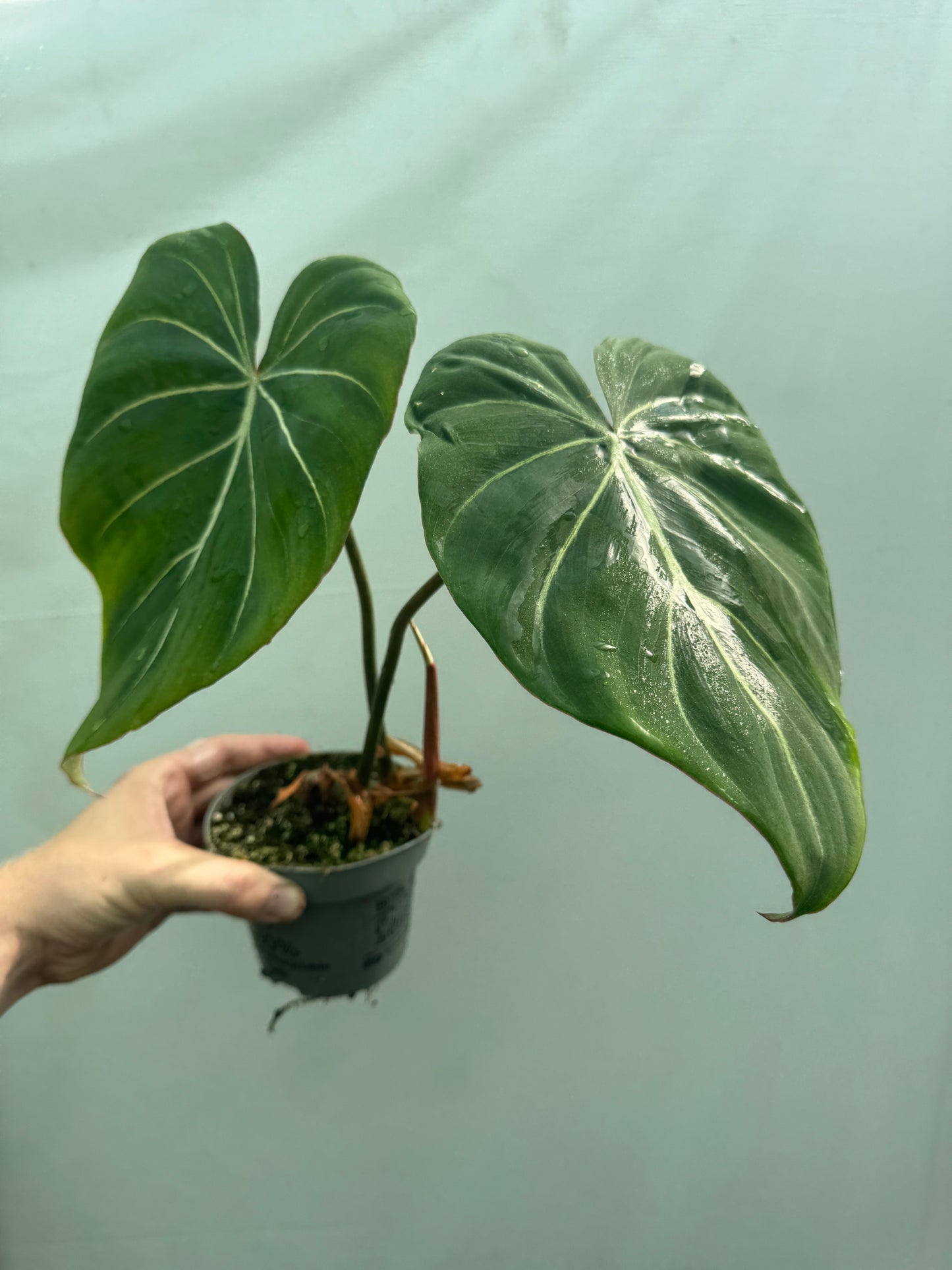 Philodendron gloriosum potted houseplant with large velvety heart-shaped leaves and white veins, ideal for indoor decor and low-light spaces.