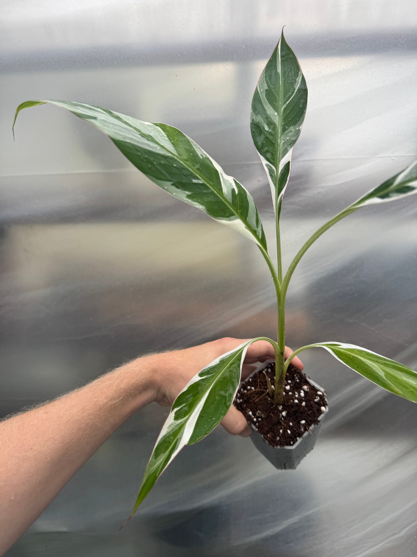 Musa aeae variegated banana in starter pot with bold white and green foliage, a prized addition to any indoor tropical plant collection.