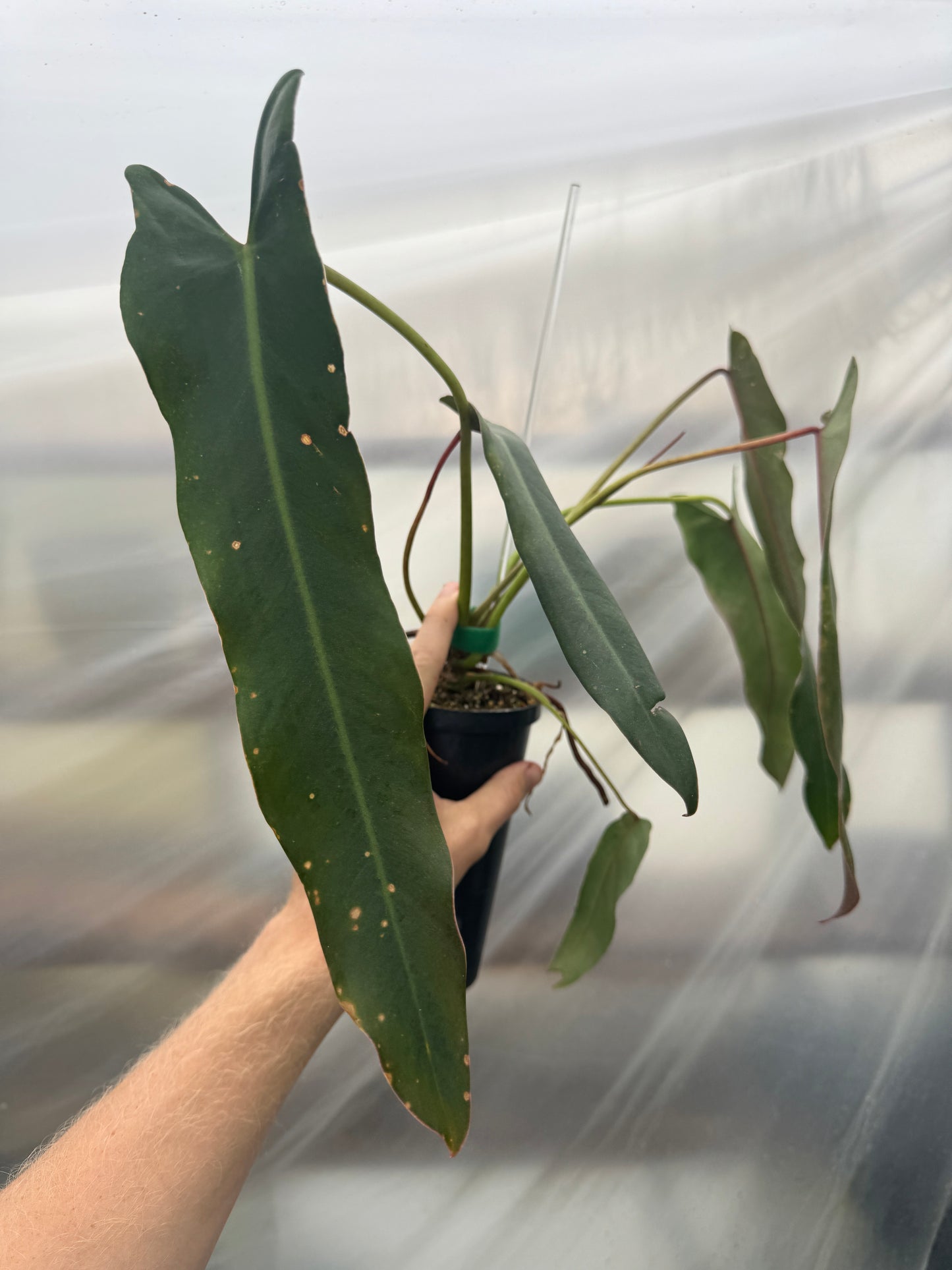 Philodendron Spiritus Sancti