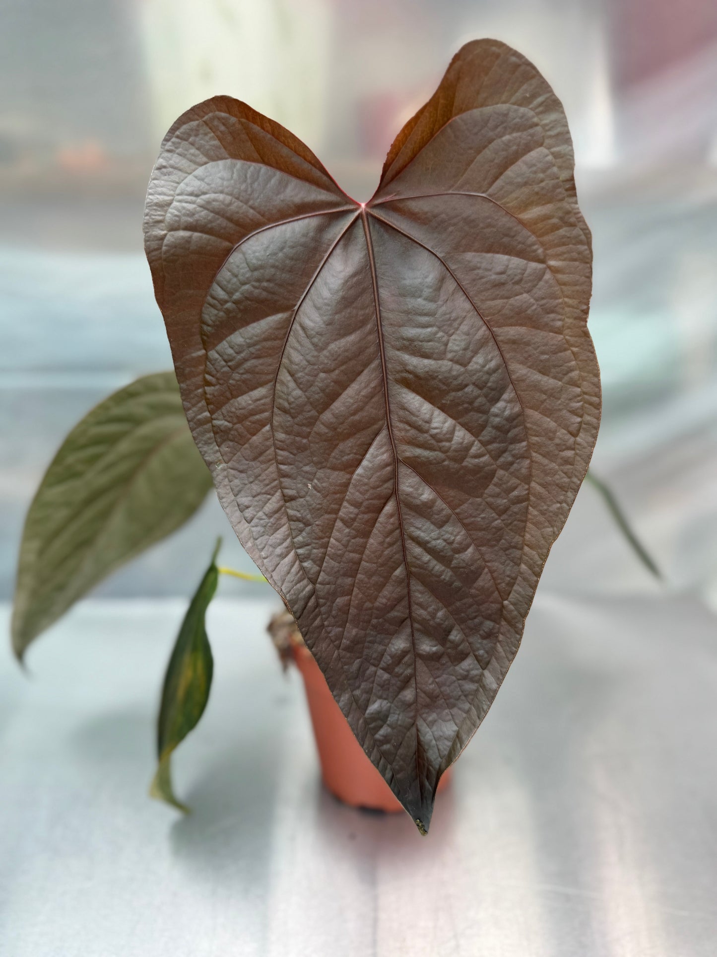 Anthurium Queen of Hearts plant with large, velvety, heart-shaped leaf in deep green with prominent veining, potted for indoor decor.