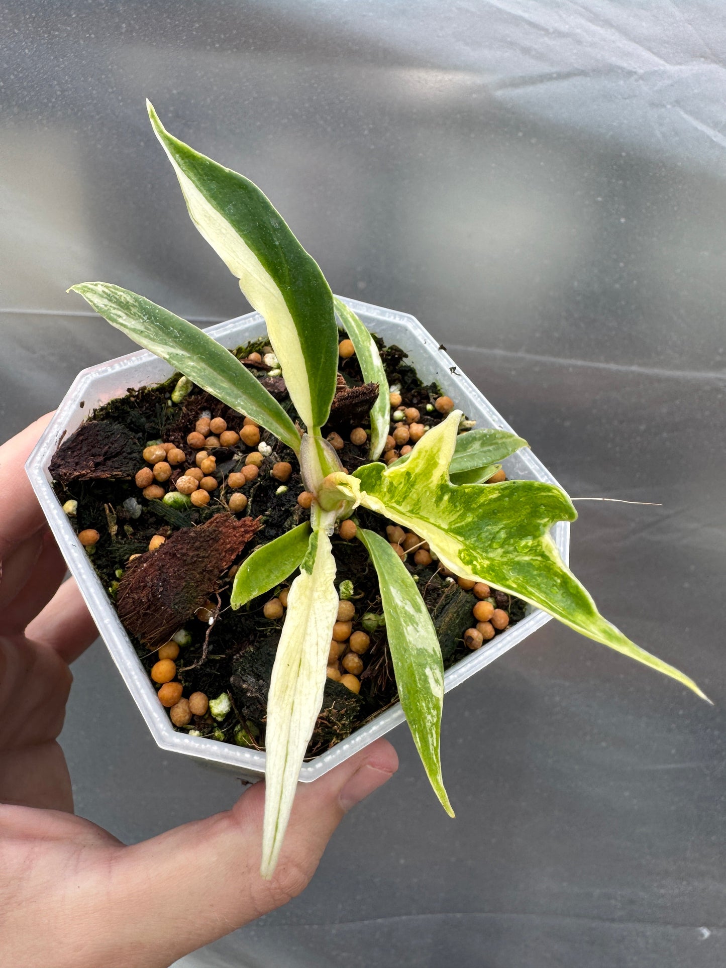 Philodendron tortum variegata