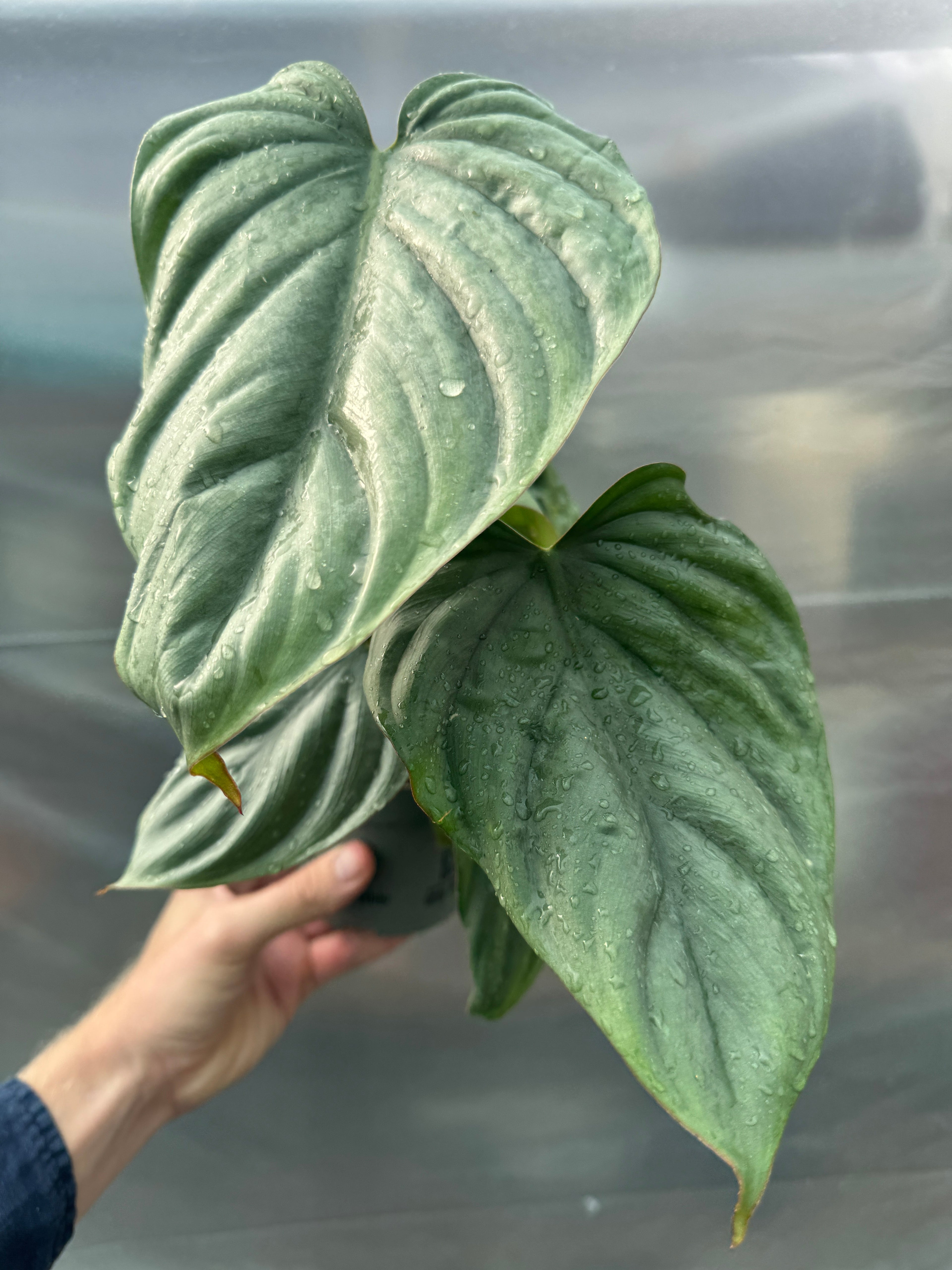 Philodendron colombia potted houseplant with large, velvety dark green leaves and light venation, ideal for indoor climbing support like moss poles.
