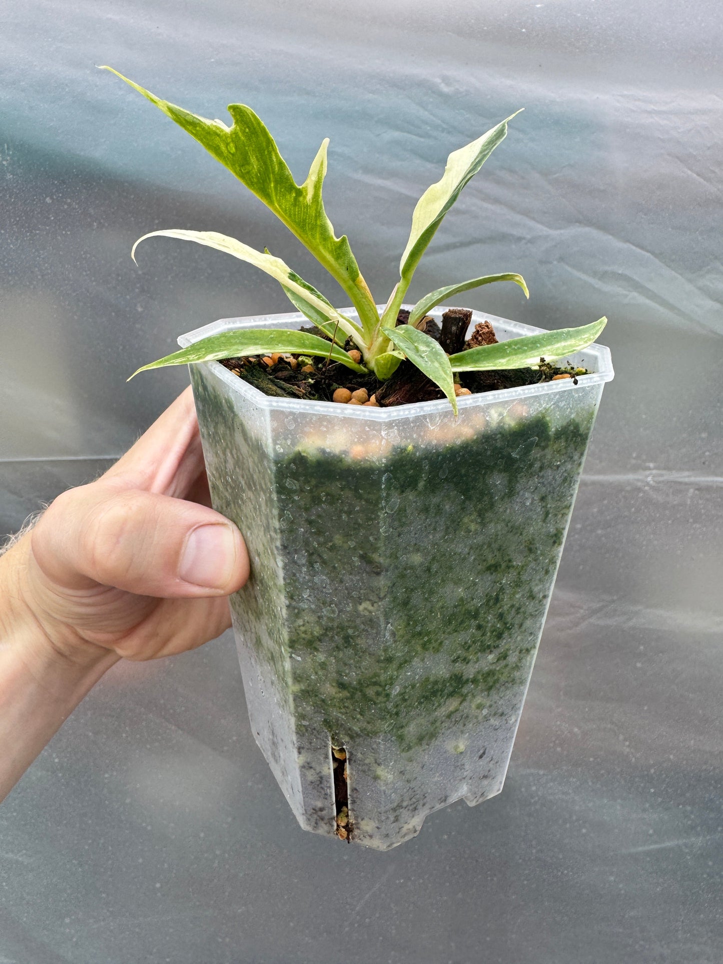 Philodendron tortum variegata