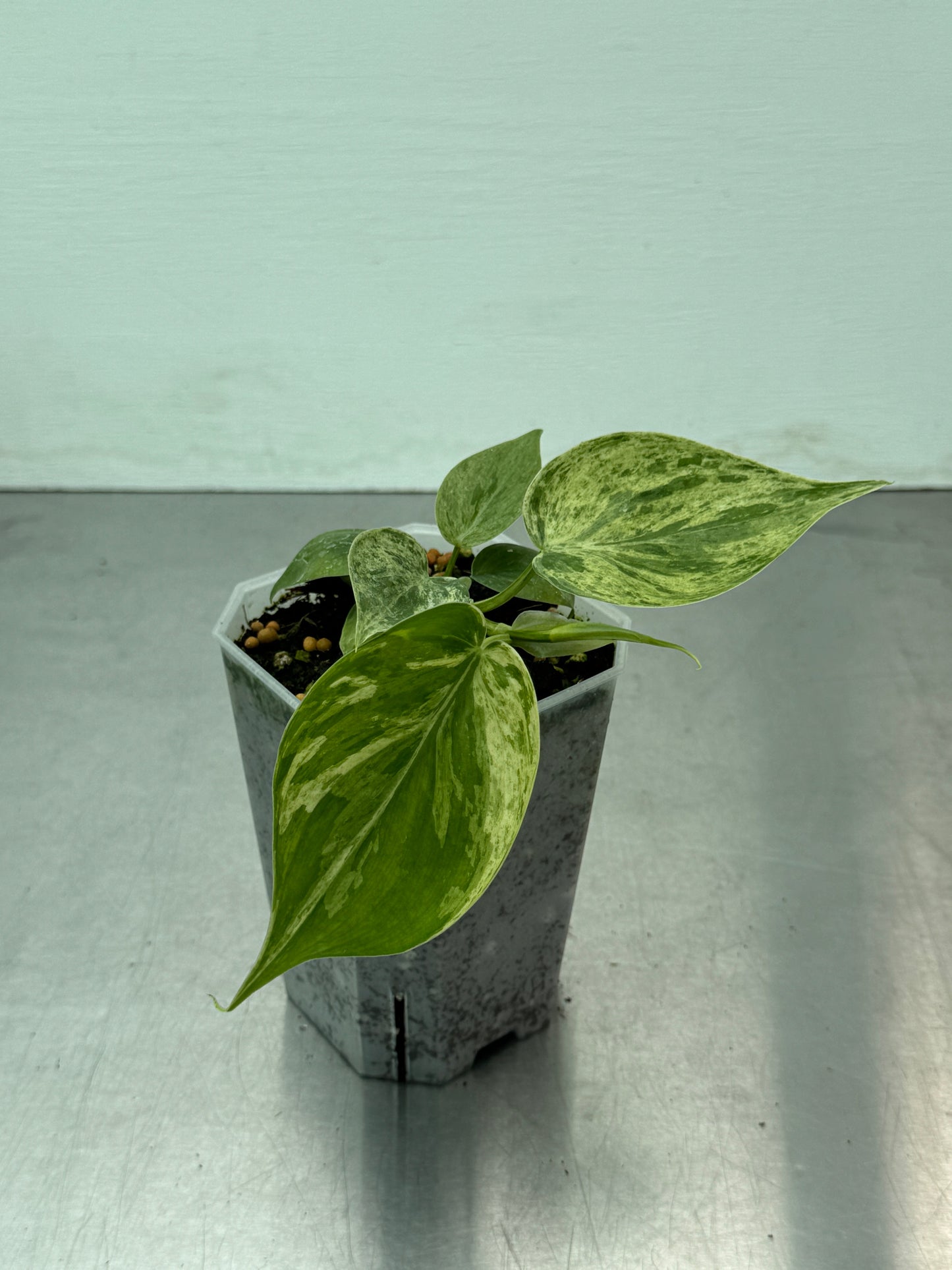 Philodendron Hederaceum oxycardium variegata
