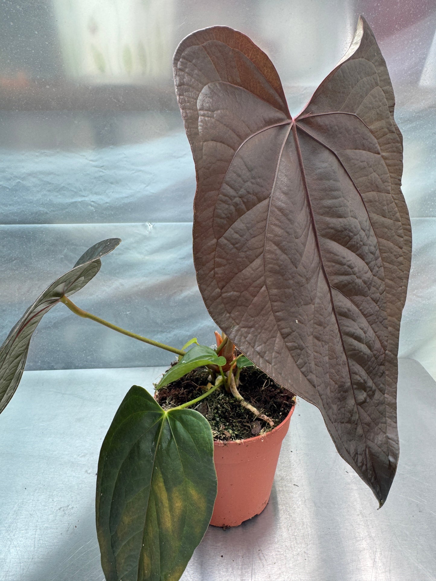 Anthurium Queen of Hearts