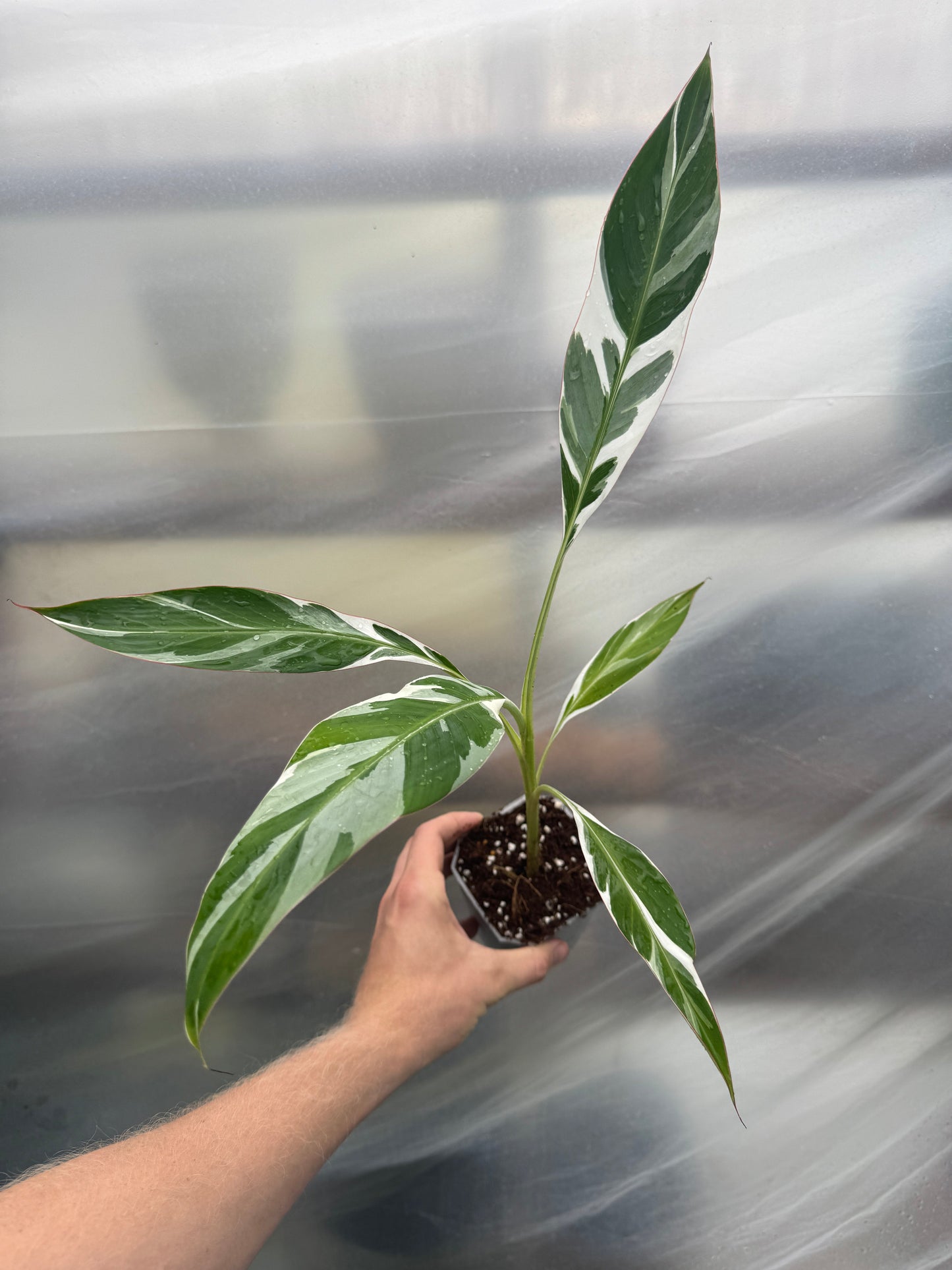 Rare Musa aeae banana plant held in hand, showcasing its vibrant marbled leaves and upright growth habit for exotic plant enthusiasts.