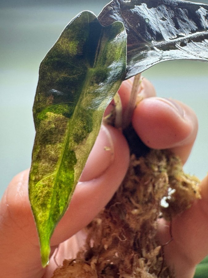 Close-up of rare aroid seedling with textured green leaf from Medium Rare Aroid Plant Subscription, great for collectors seeking unique foliage.