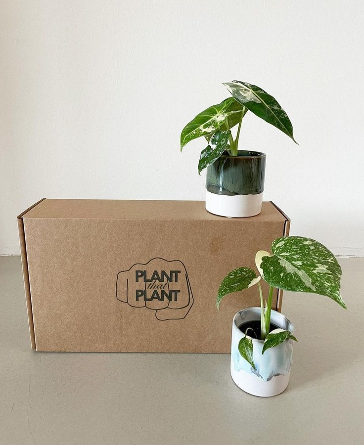 1-6 Medium Mystery Philodendrons in a Box featuring two variegated philodendron plants in ceramic pots beside a branded cardboard shipping box.