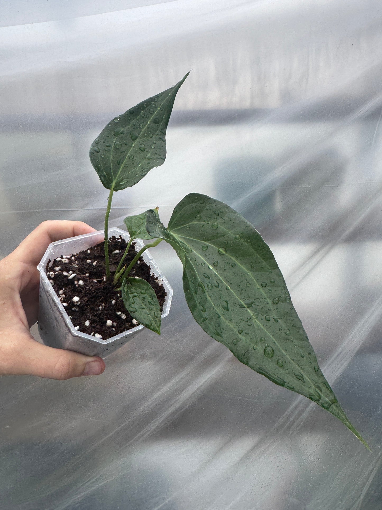 Anthurium 'DELTAFORCE'