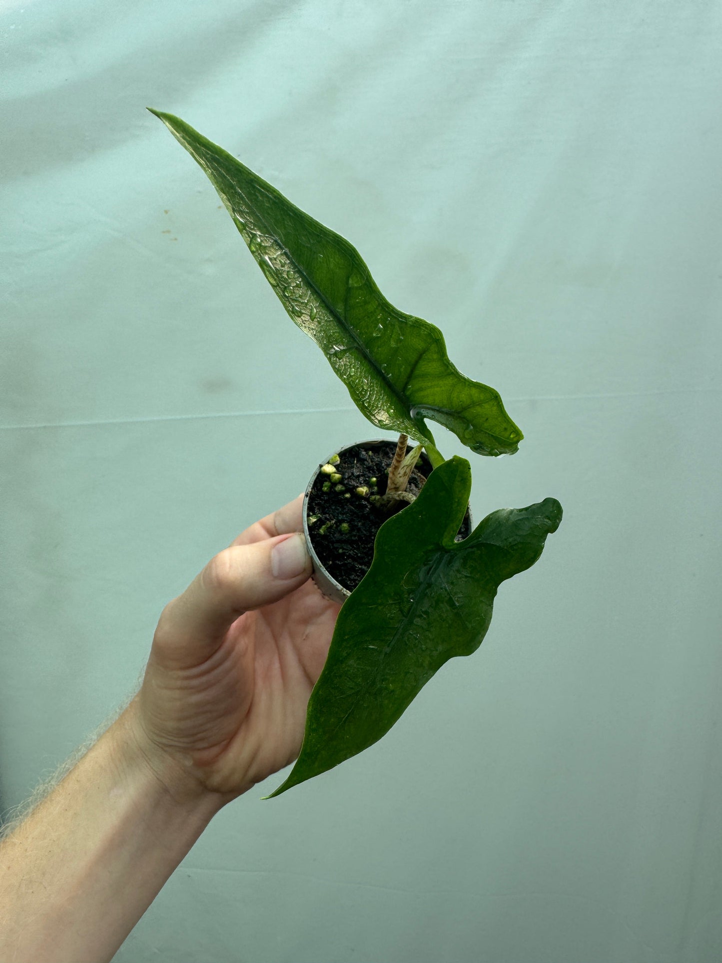Alocasia sp. sabrina/Tandurusa Narrow