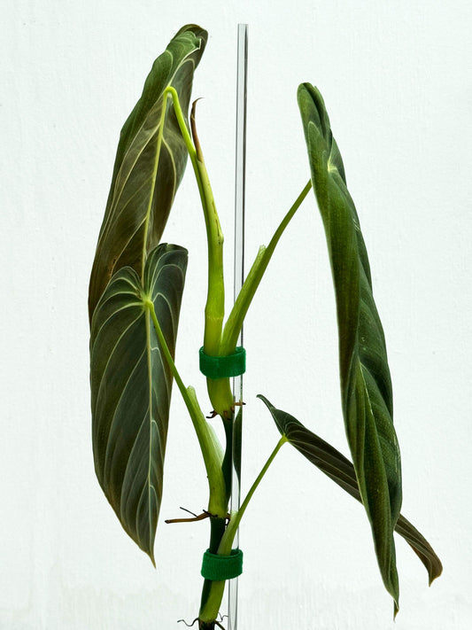 5x 50 cm Long Transparent Acrylic Plant Support