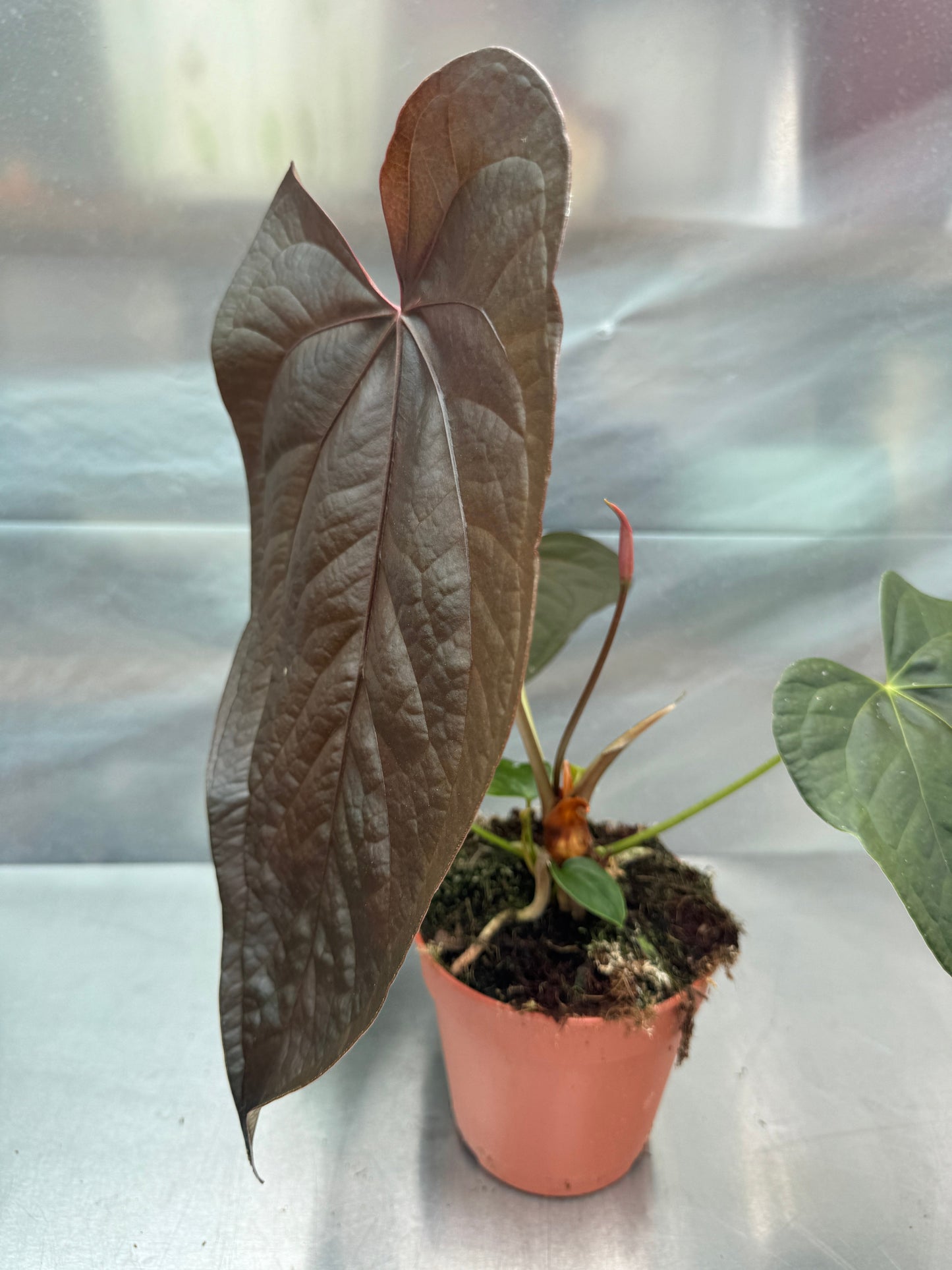 Anthurium Queen of Hearts