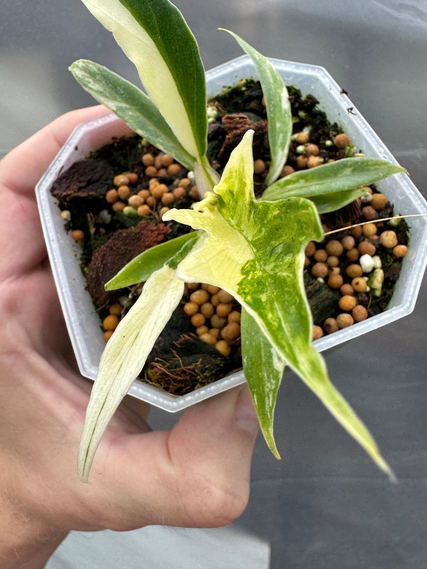 Philodendron tortum variegata
