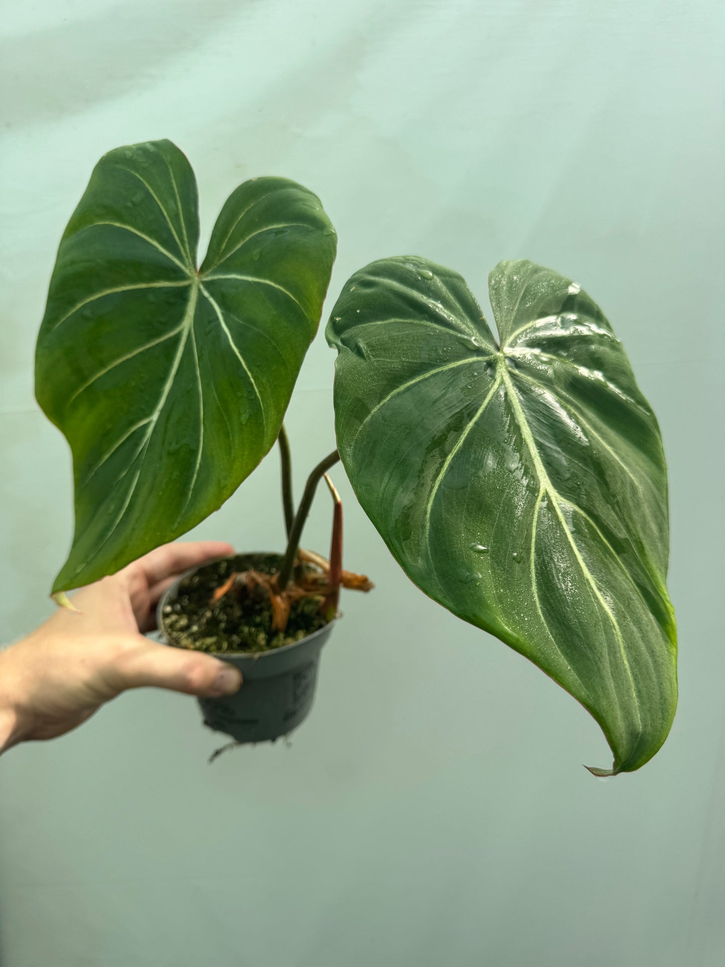 Lush Philodendron gloriosum with two broad, veined leaves in a plastic pot, perfect for indoor plant collections and tropical-themed interiors.