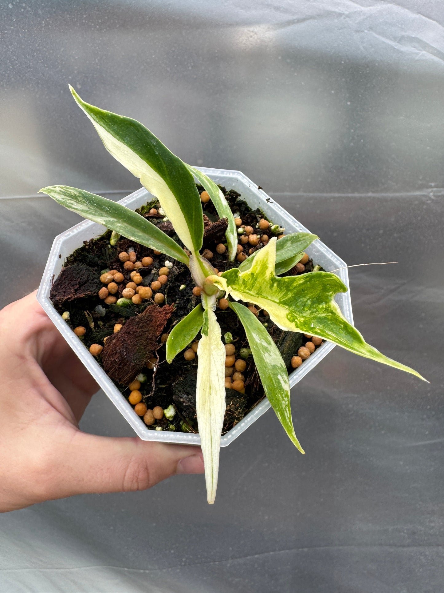 Philodendron tortum variegata
