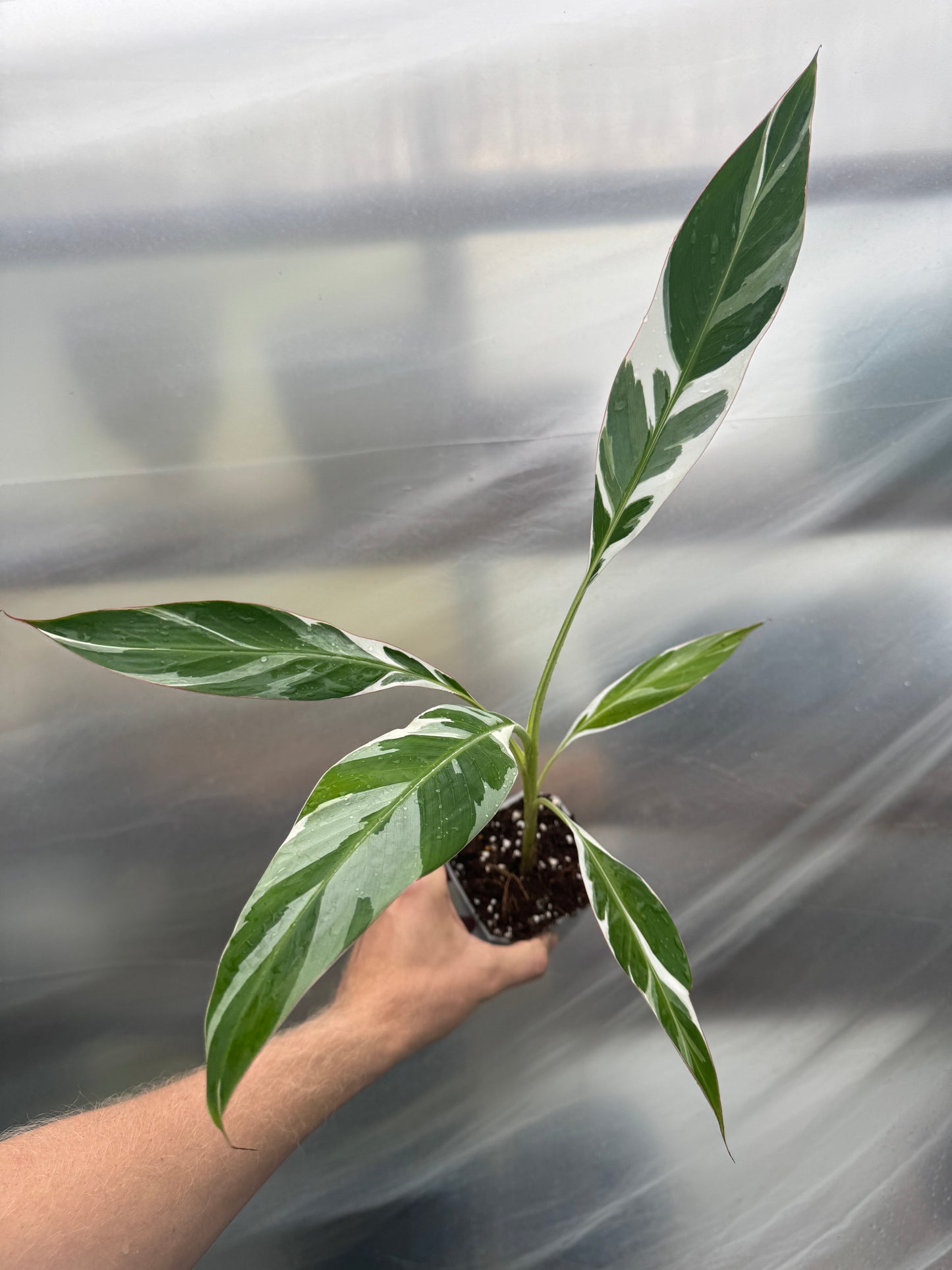 Young Musa aeae plant with symmetrical variegated foliage, perfect for collectors of rare tropical houseplants or greenhouse displays.