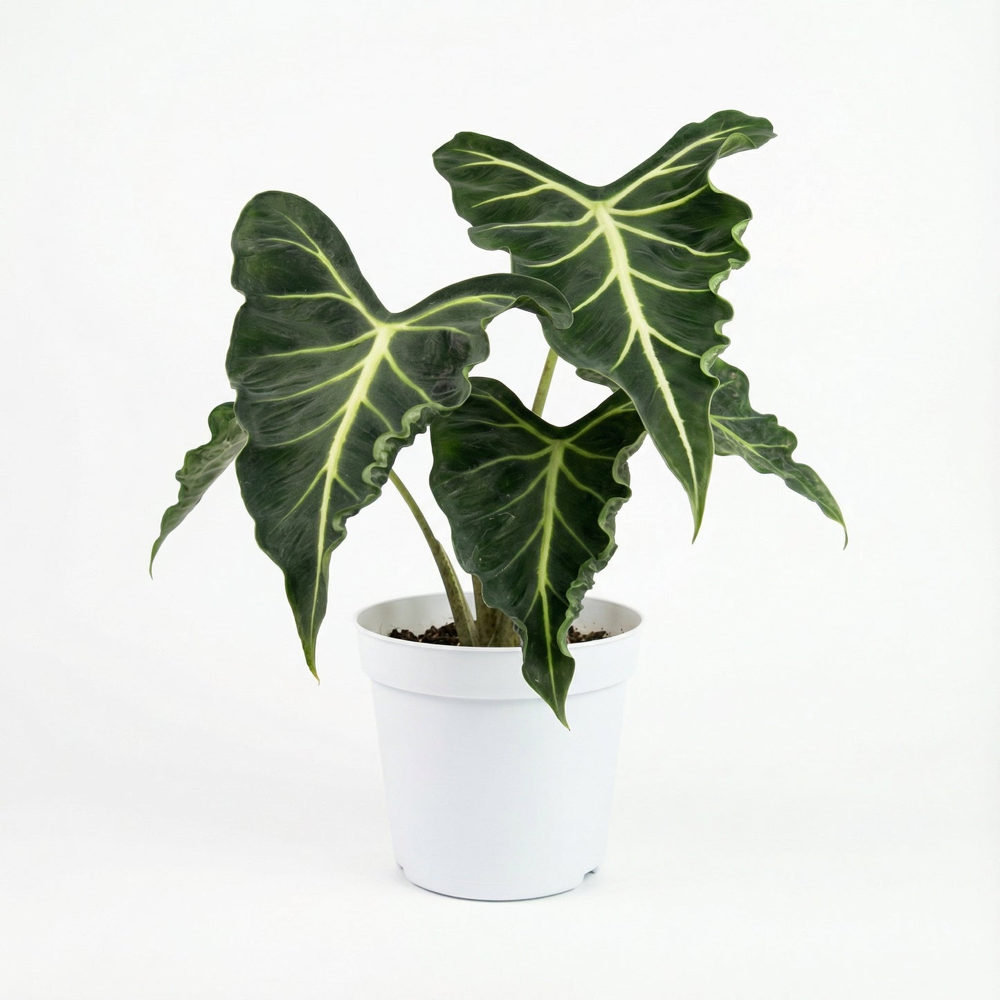 Alocasia Emerald Tide tropical houseplant
