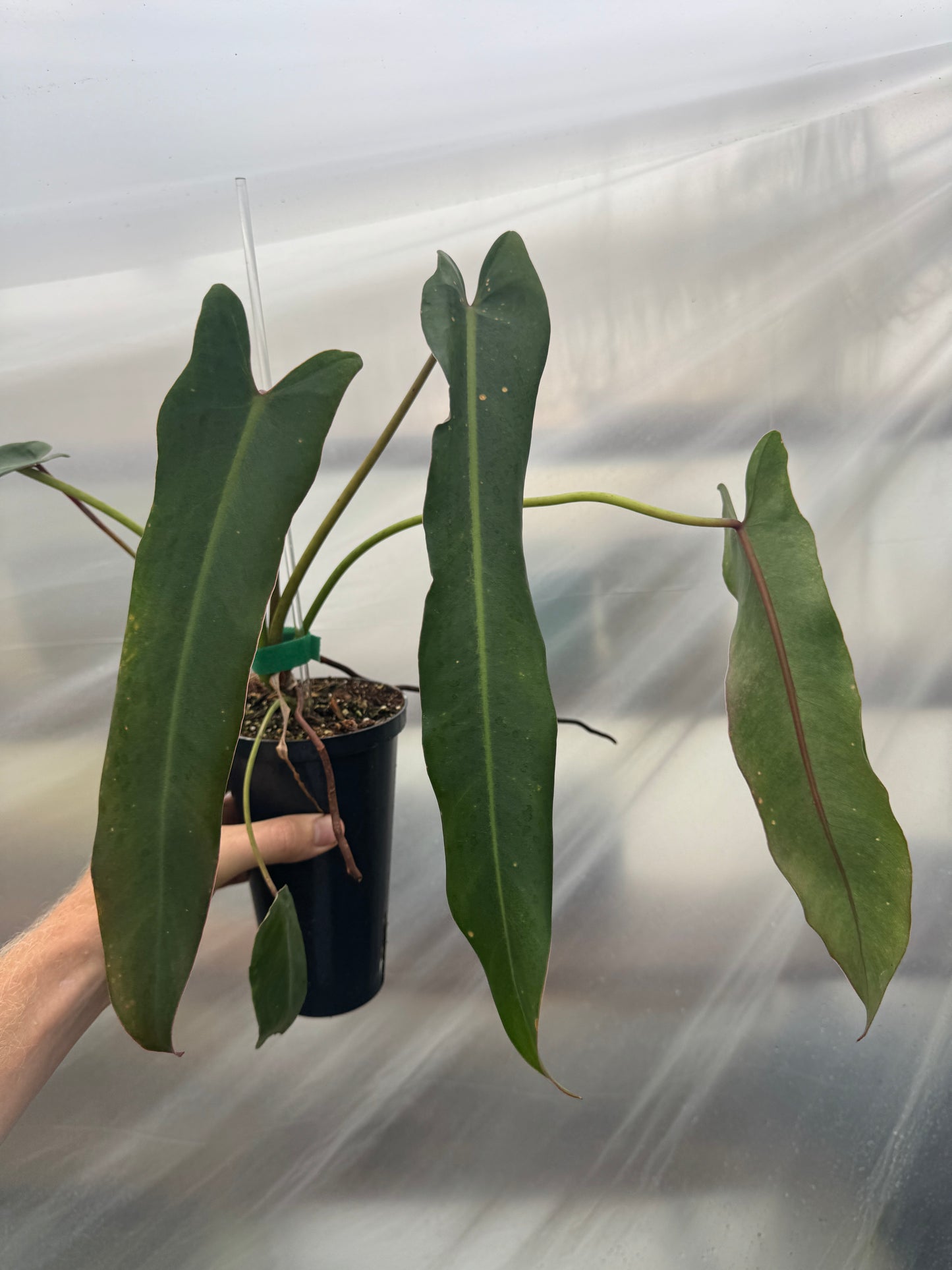 Philodendron Spiritus Sancti