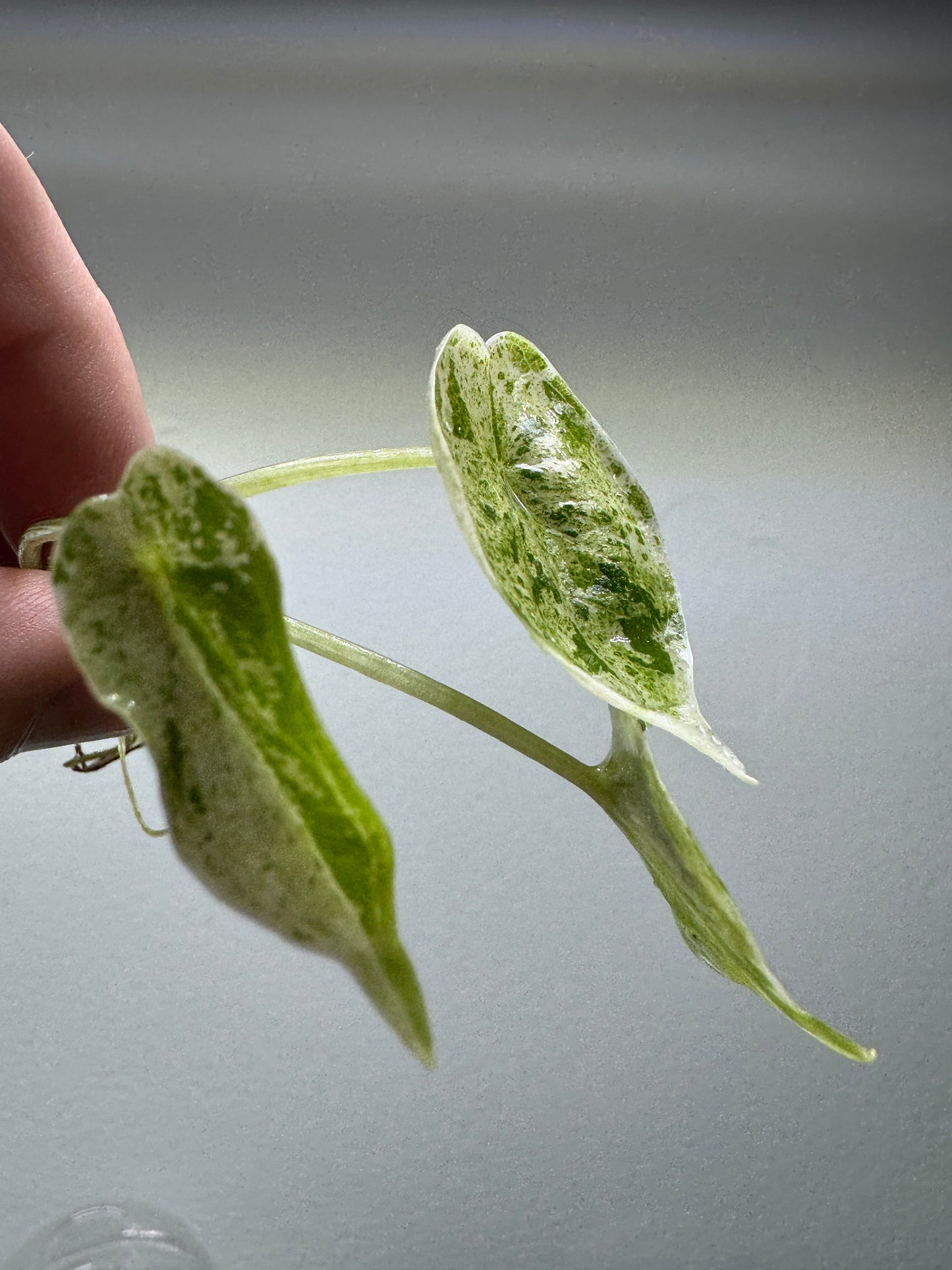 Alocasia 'Dragon Scale' Mint