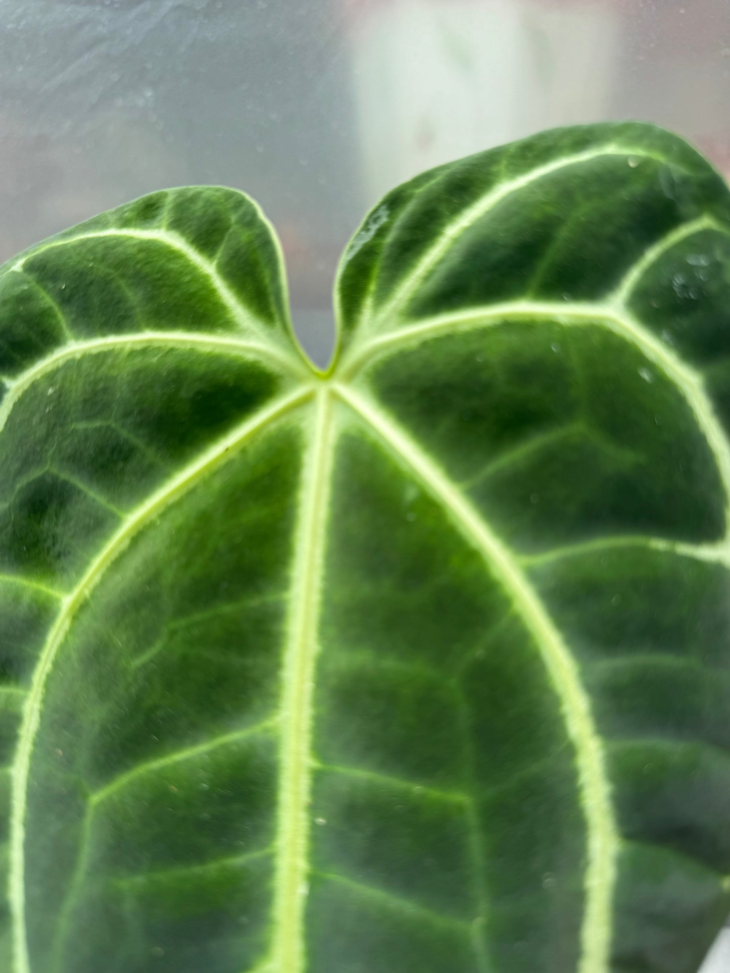 Anthurium regale