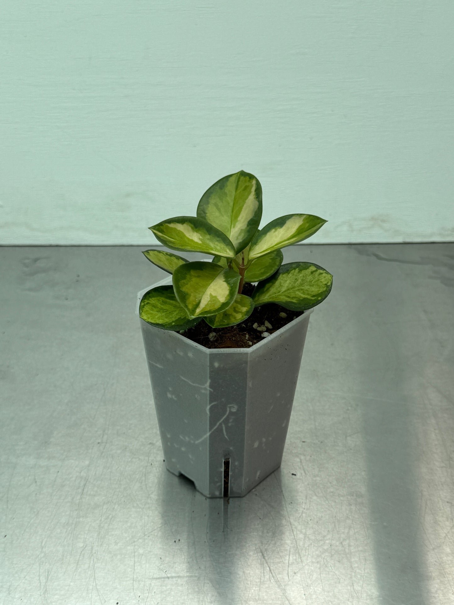 Hoya australis Tricolor potted houseplant with variegated green, white, and pink leaves in a gray plastic pot on a metal surface.