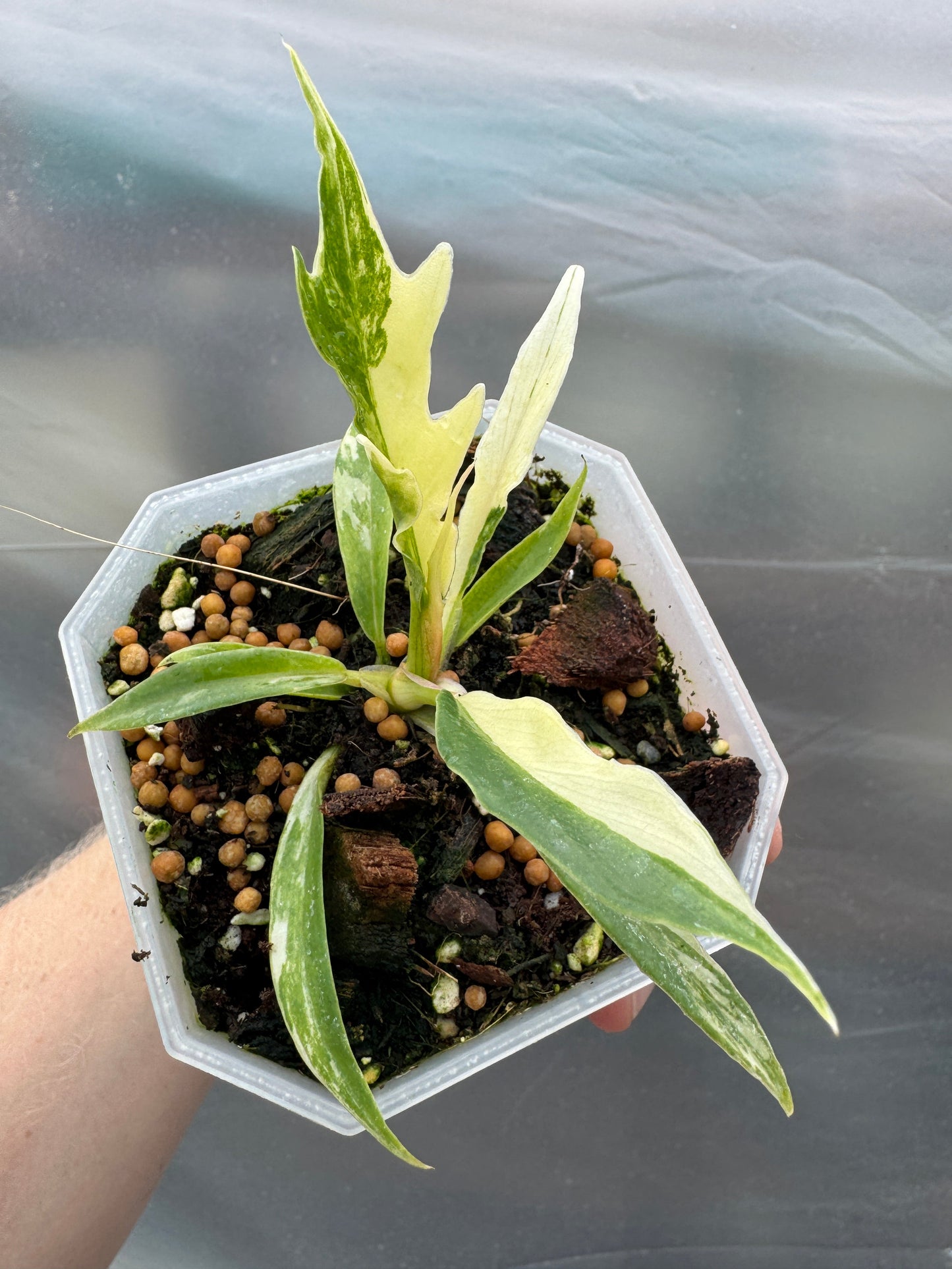 Philodendron tortum variegata