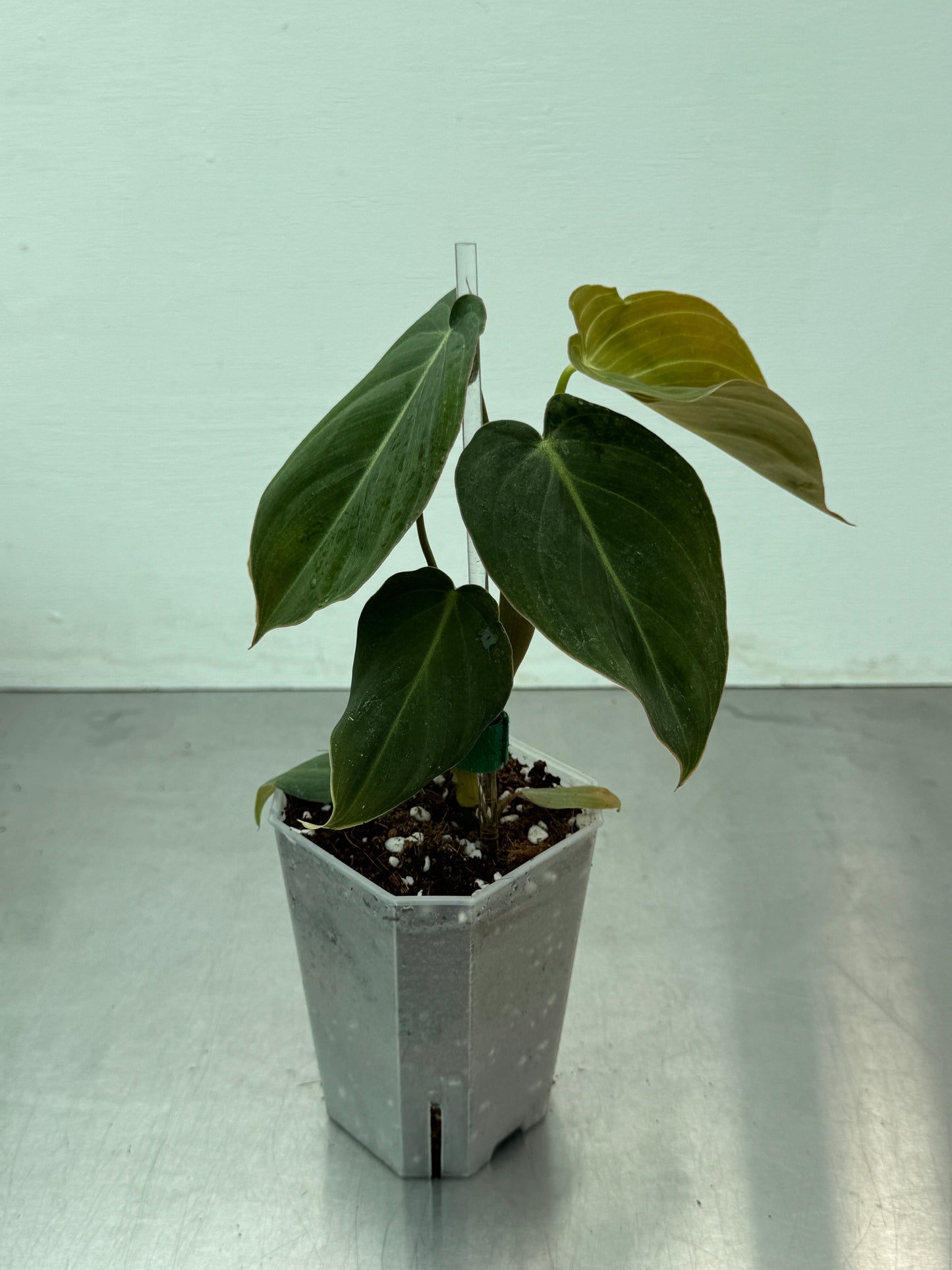 Philodendron ’Glorius’