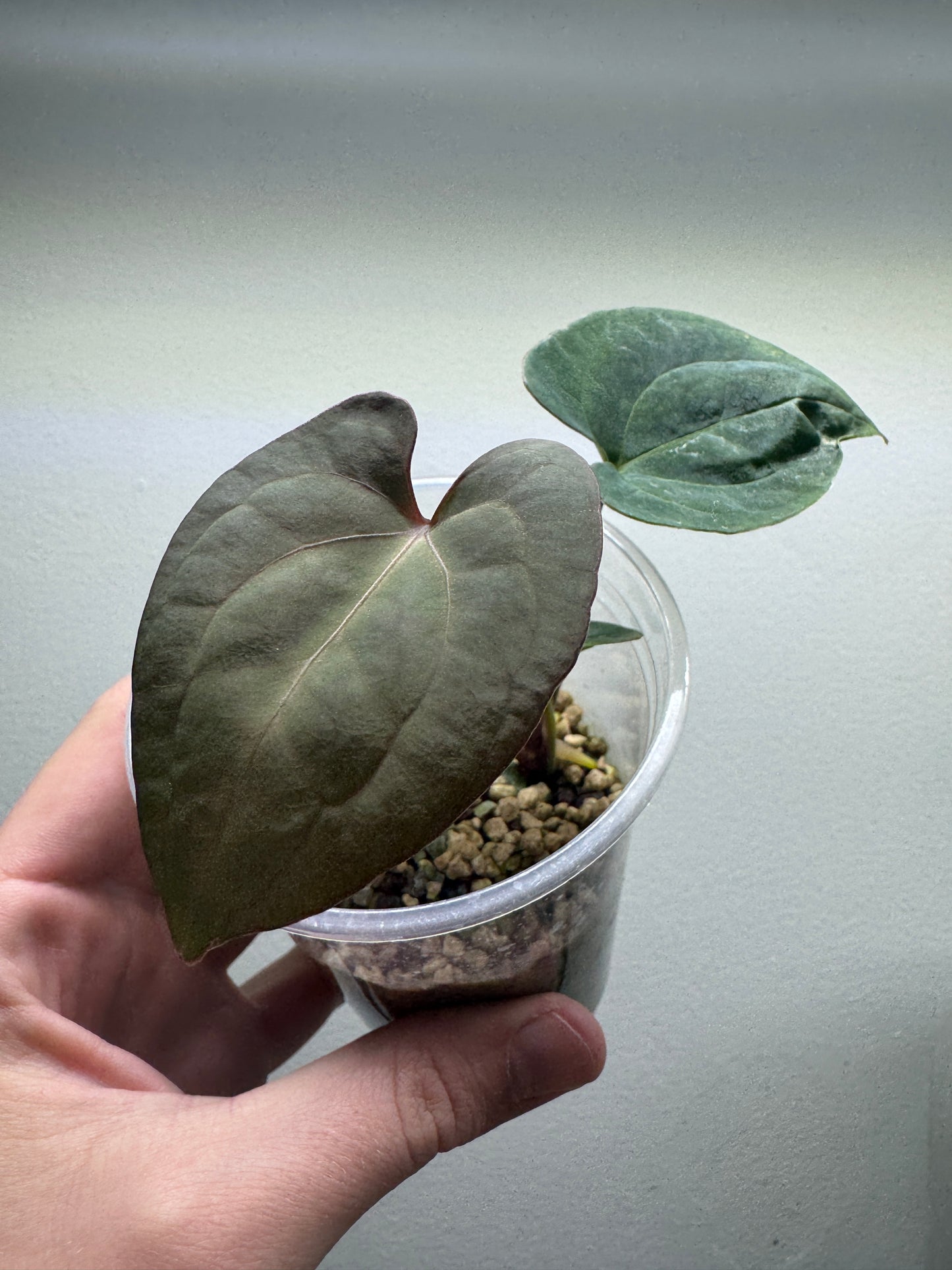 Exotic Alocasia seedling with dark green heart-shaped leaves from Large Rare Aroid Subscription box in clear pot.