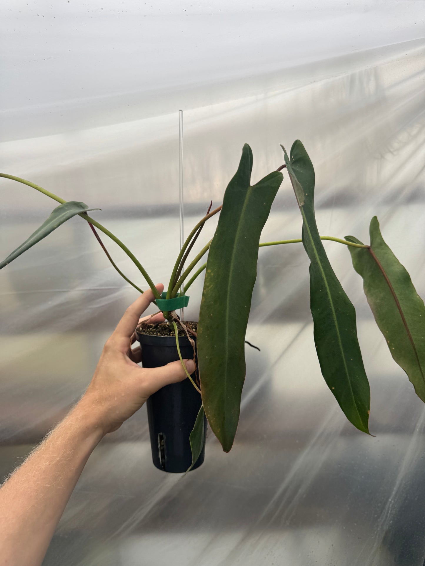 Philodendron Spiritus Sancti