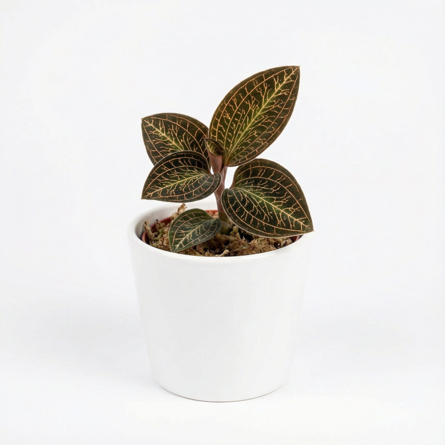 A. Roxburghii White Gold