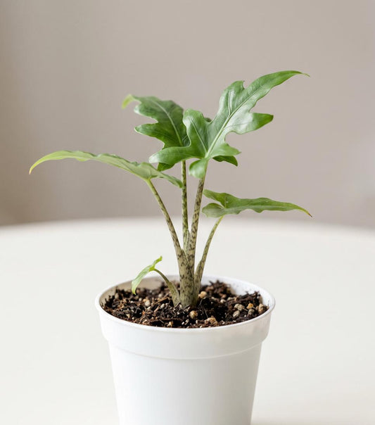 Alocasia Brancifolia