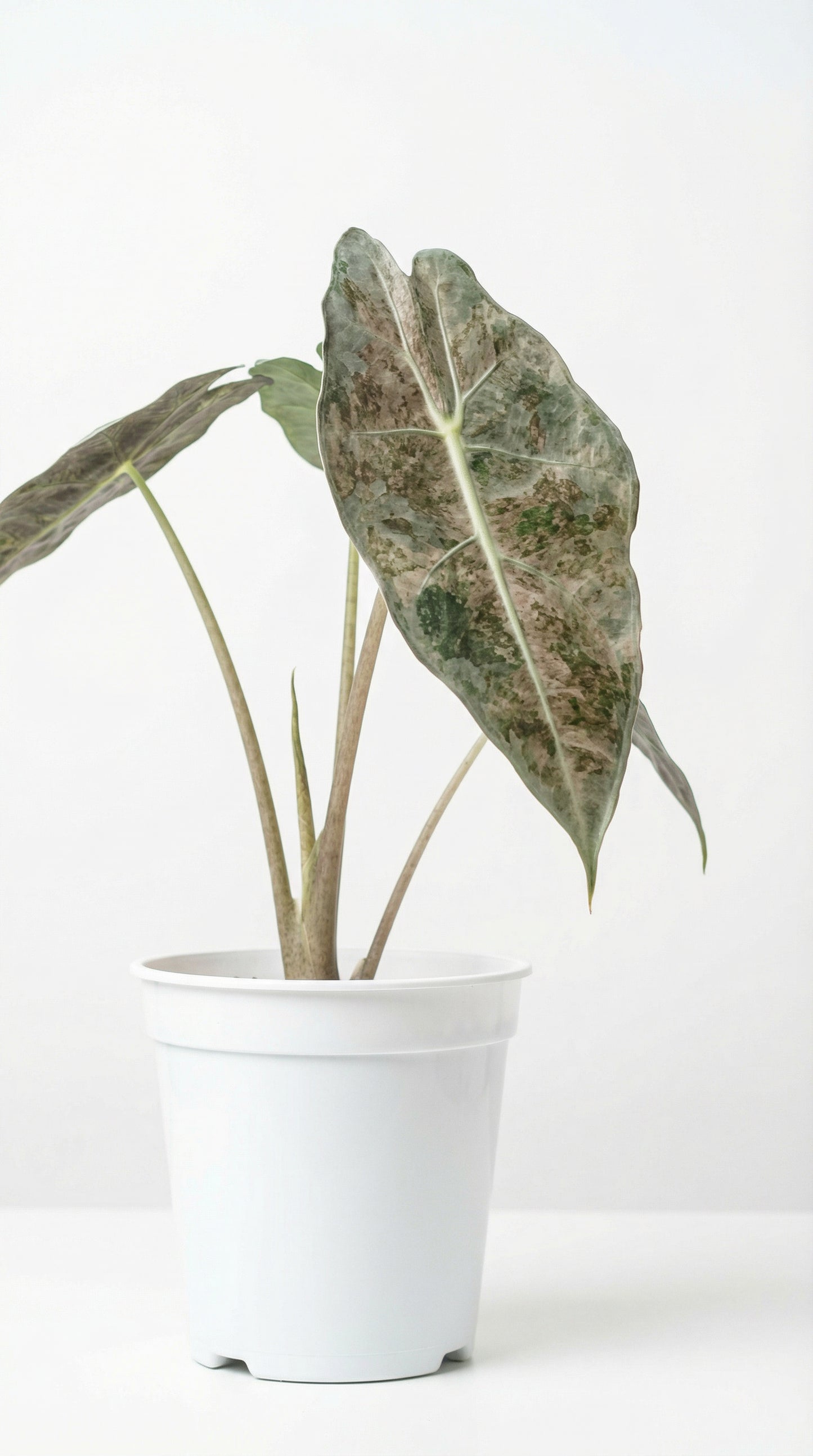 Alocasia Black Satun Pink Stardust - Preorder