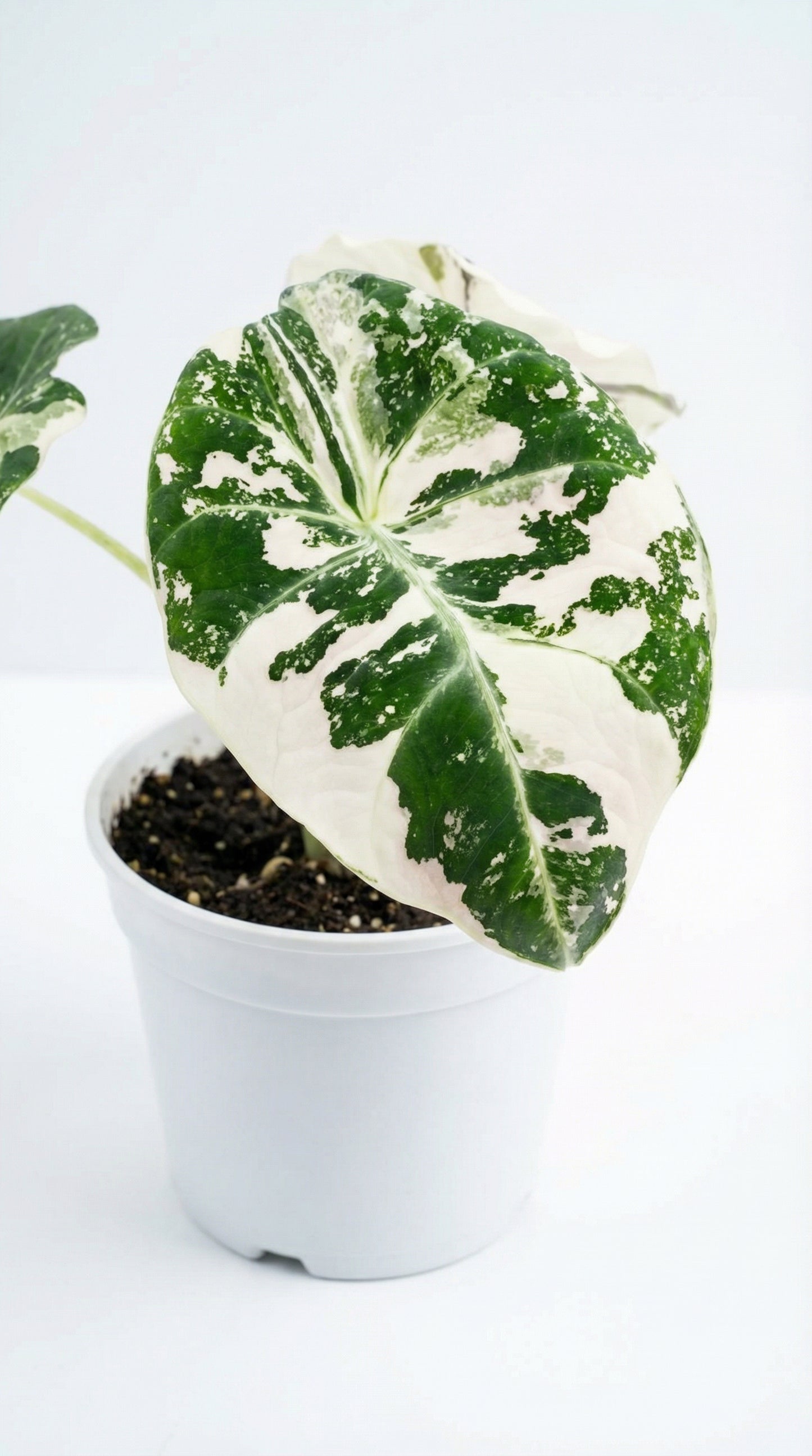 Alocasia Black Velvet Variegata - Preorder