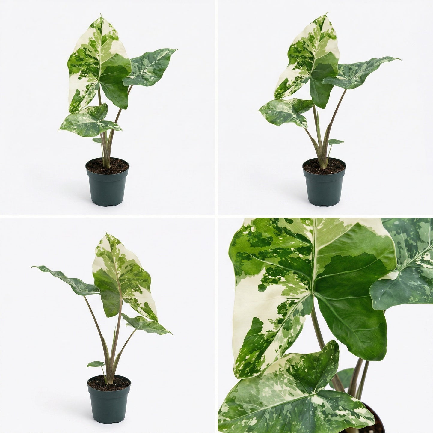Alocasia Calidora Albo Variegata