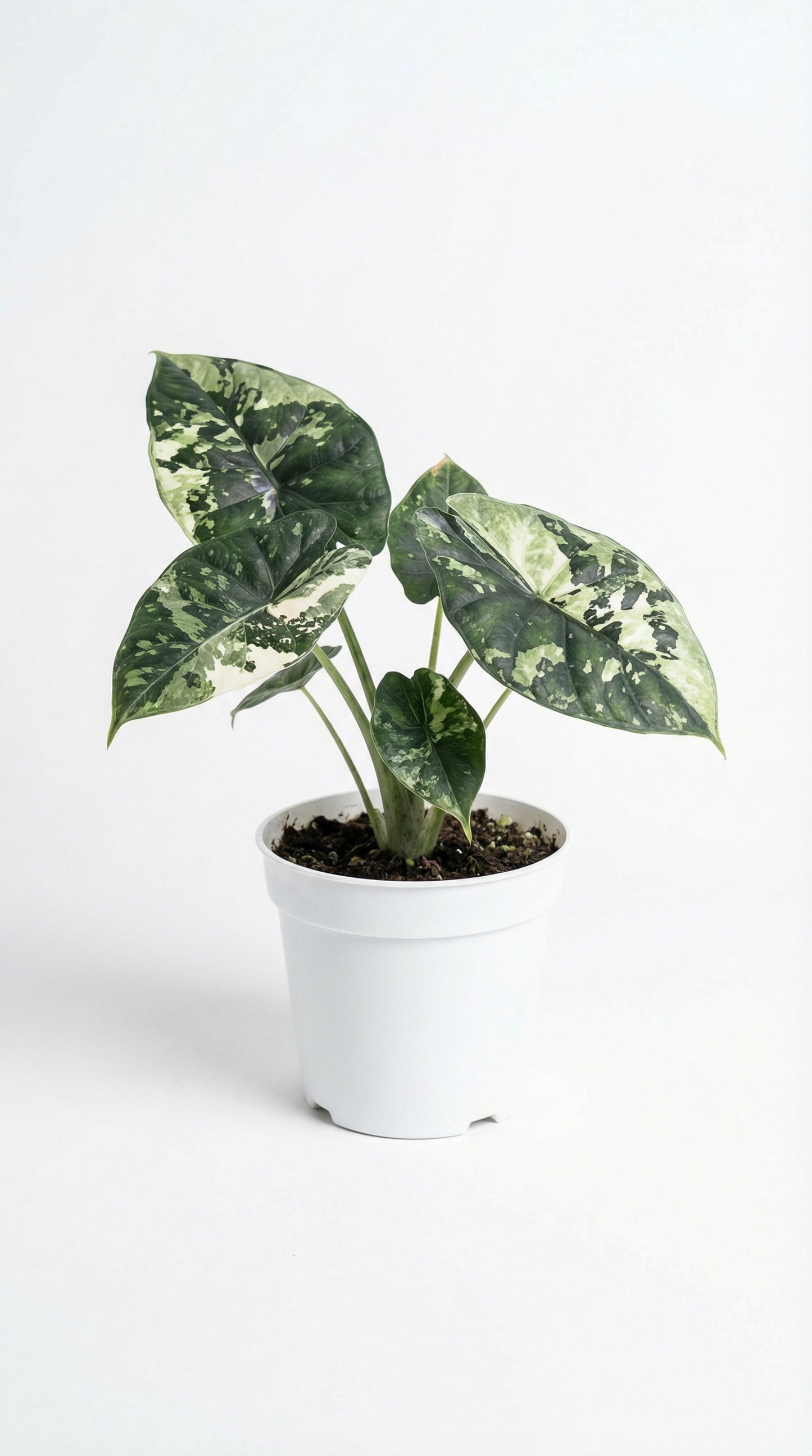 Alocasia Dragon Scale Albo Splash - Preorder