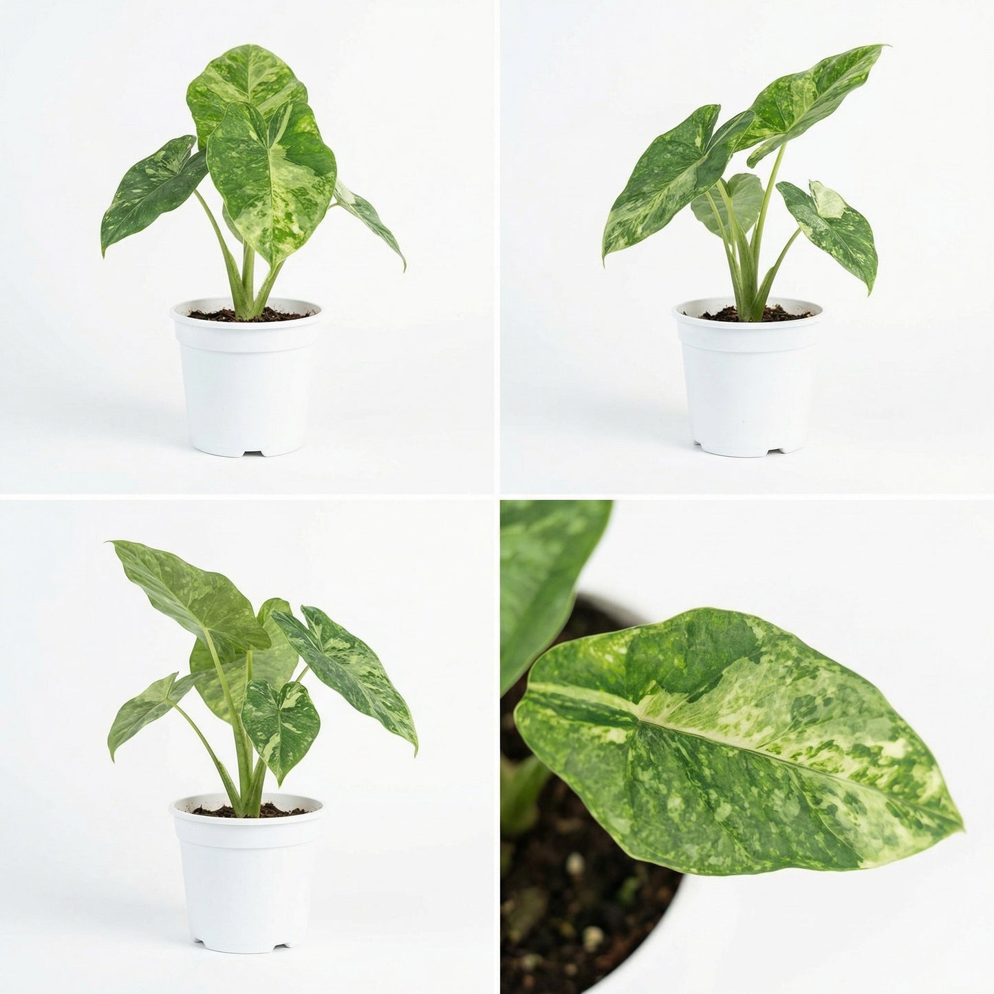 Alocasia Dragon's Breath Aurea Variegata