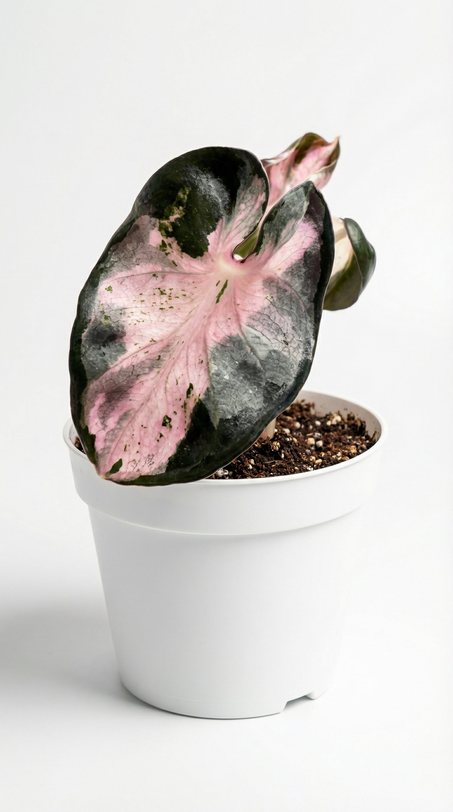Alocasia Heart Balloon Variegata - Preorder