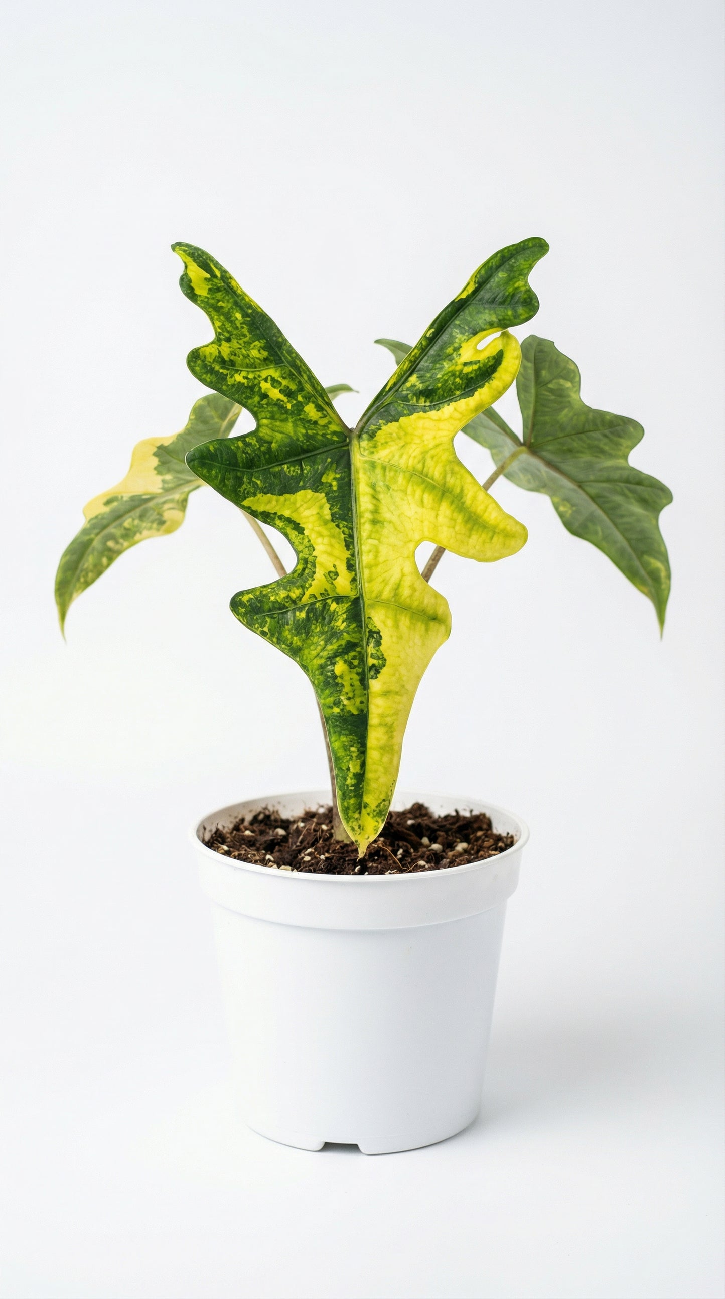 Alocasia Jacklyn Variegata - Preorder