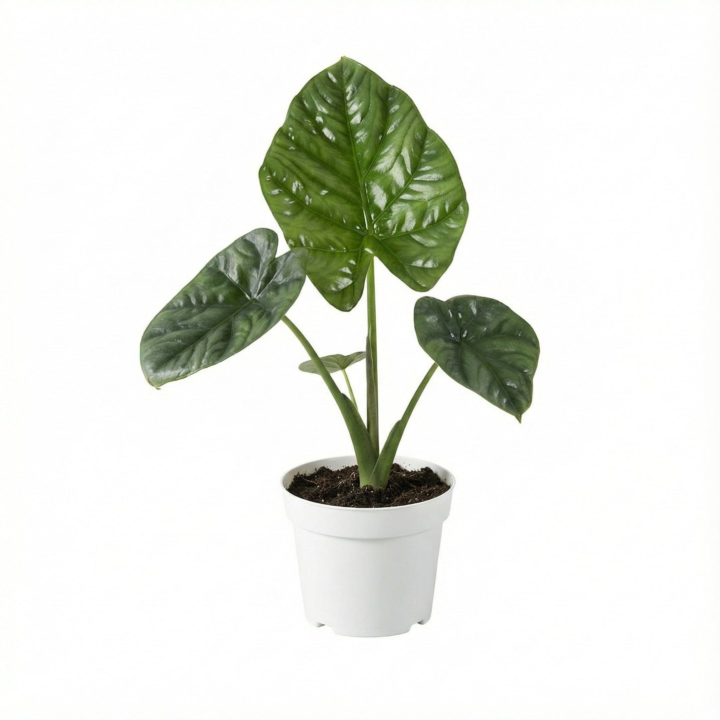 Alocasia Lukiwan