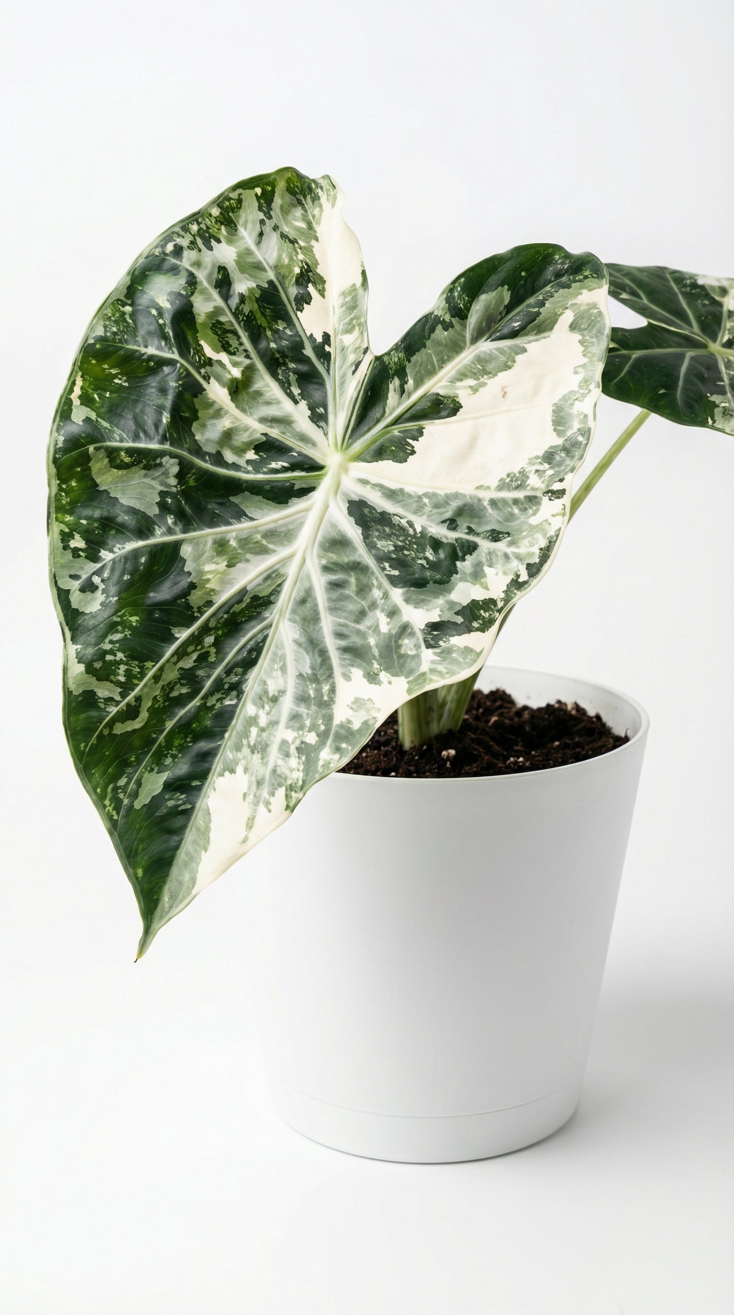 Alocasia 'Nairobi Nights' Variegata - Preorder