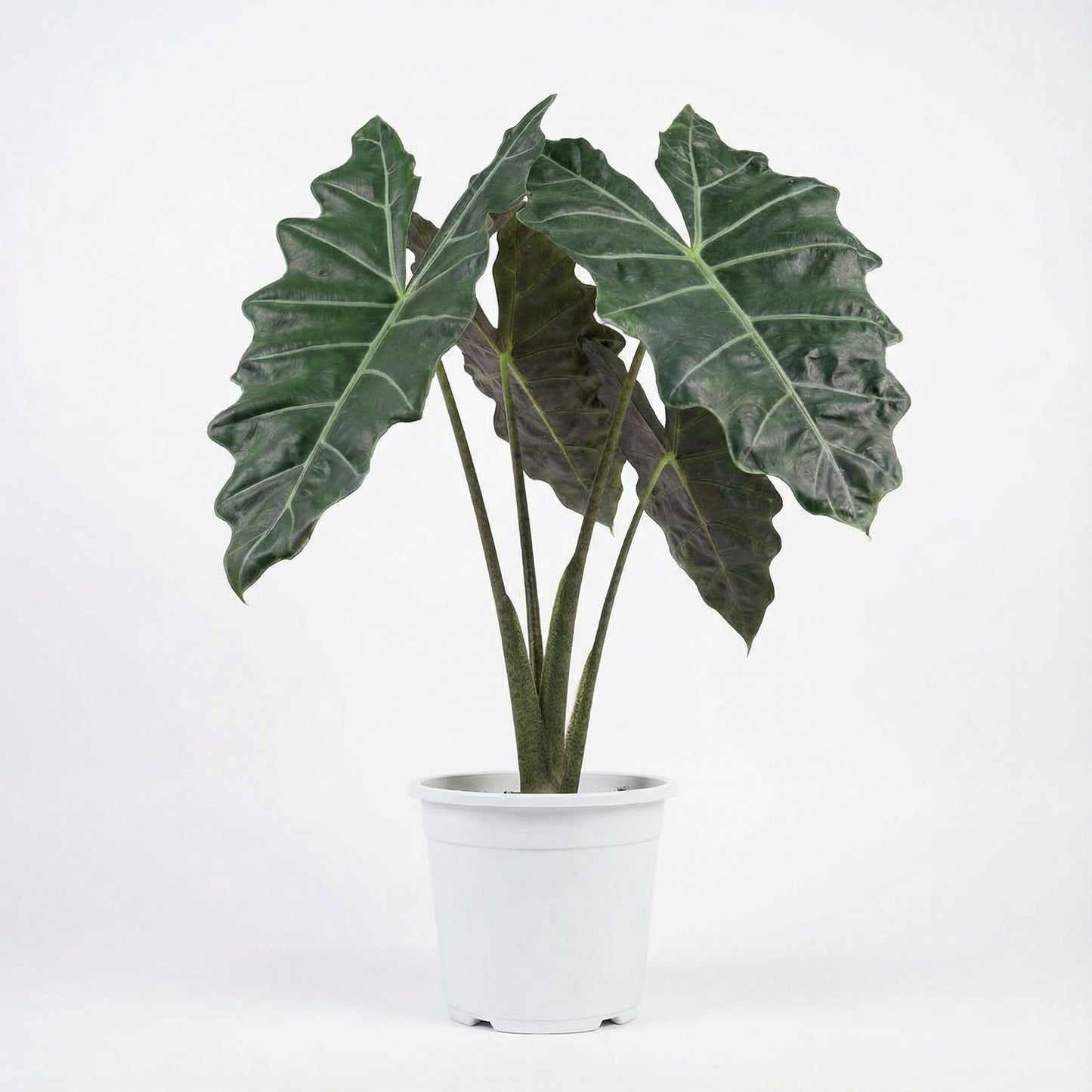 Alocasia Pseudo Sanderiana