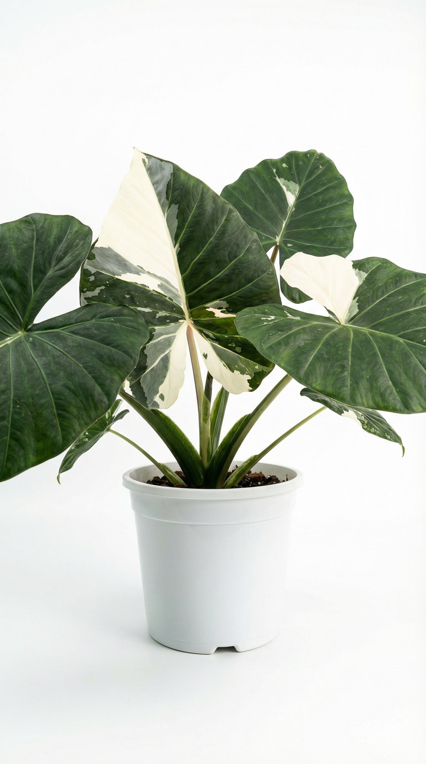 Alocasia Regal Shield Albo - Preorder