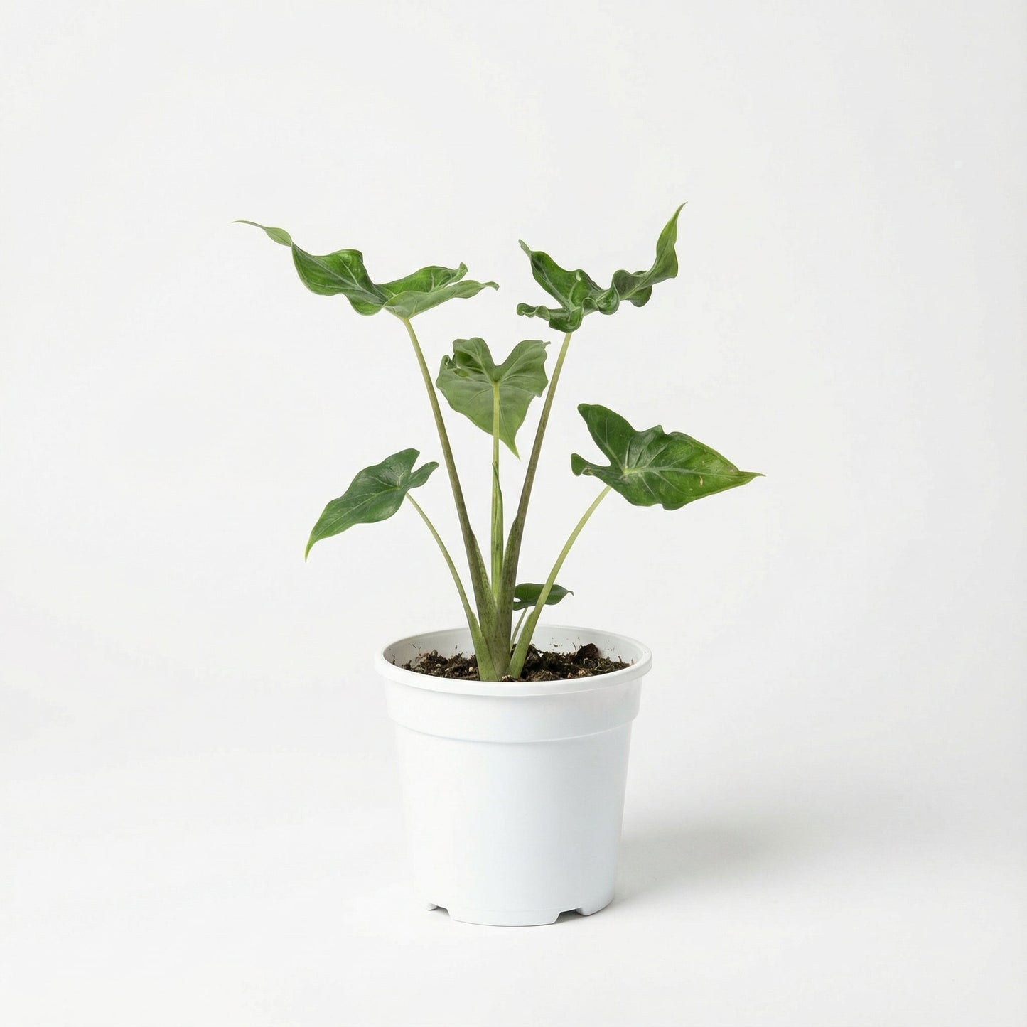 Alocasia Teletubbies2