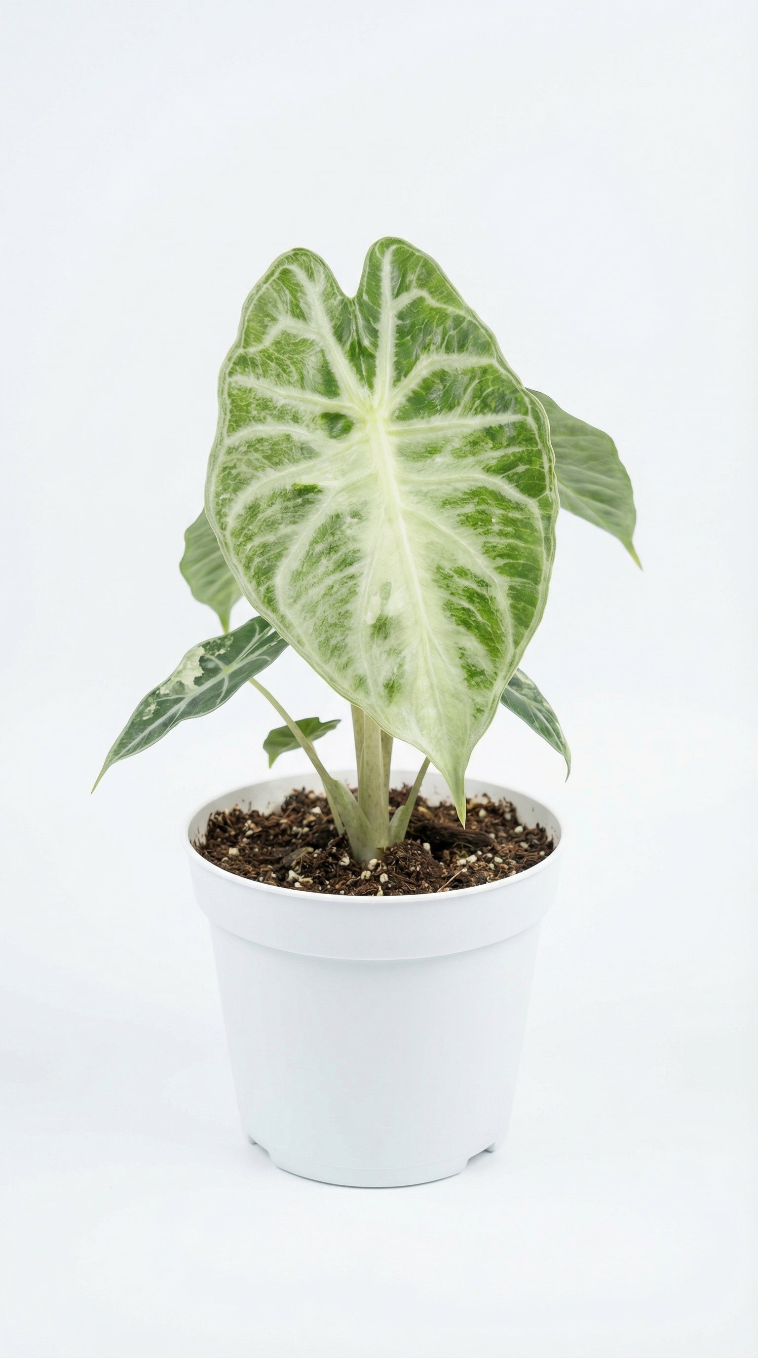 モンステラ・ポトス Alocasia Venom Alocasia Venom: Care Guide, Origins & Where to Buy UK – The