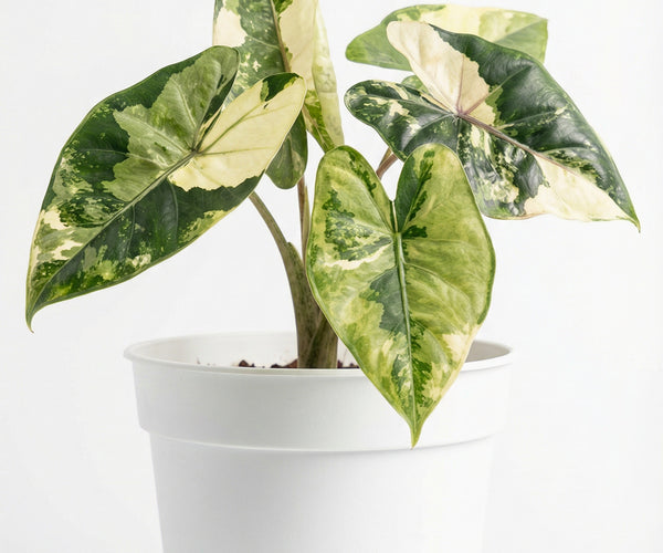 yucatan princess plant indoor care Alocasia Yucatan Princess Variegata - Rare Aroid Preorder