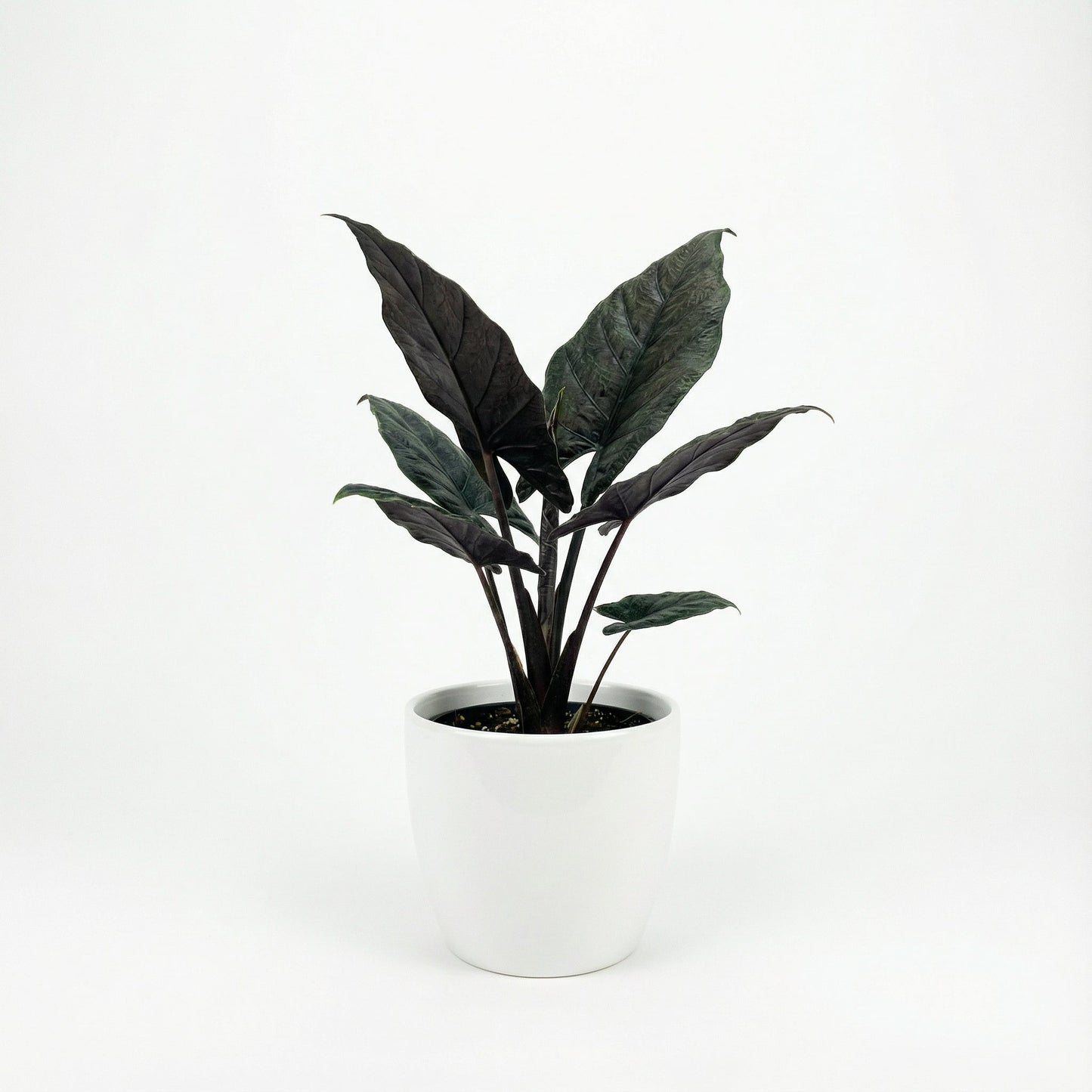 Alocasia Antoro Velvet